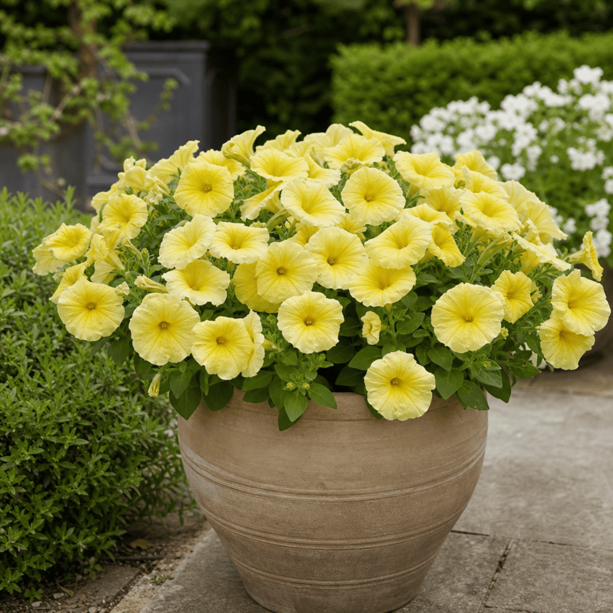 1 Large Plant - Petunia Rimarkable Hello Yellow, Outdoor Garden Ready, 2L Pot - Frankton's