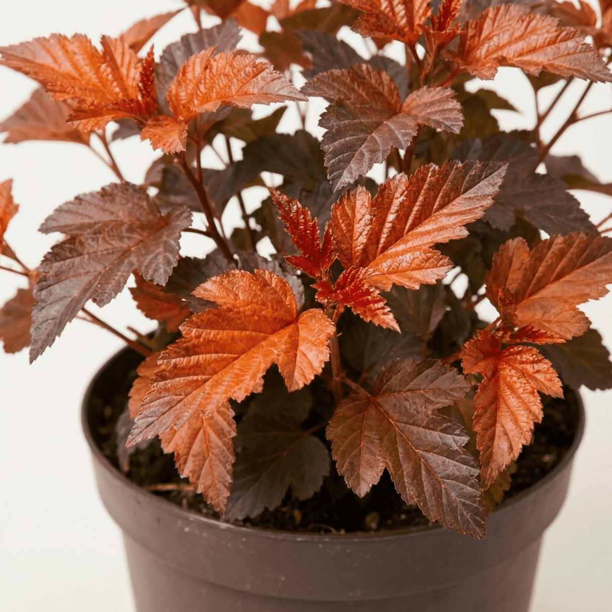1 Large Plant - Physocarpus Diable D'or, Ready to Plant in Your Garden, 3L Pot - Frankton's