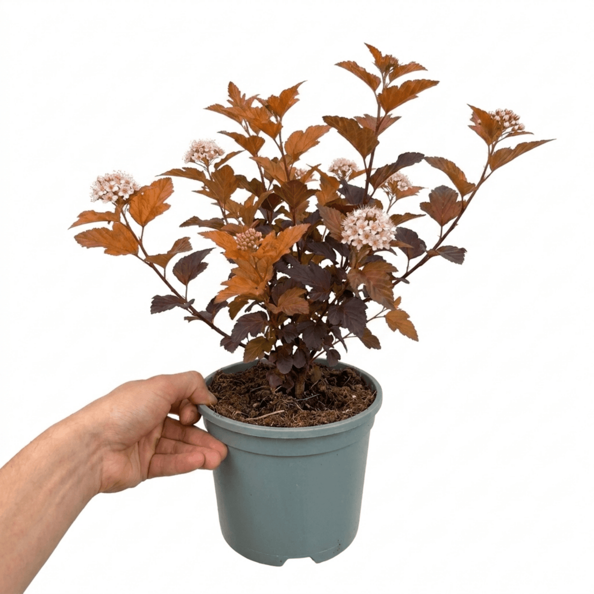 1 Large Plant - Physocarpus Diable D'or, Ready to Plant in Your Garden, 3L Pot - Frankton's