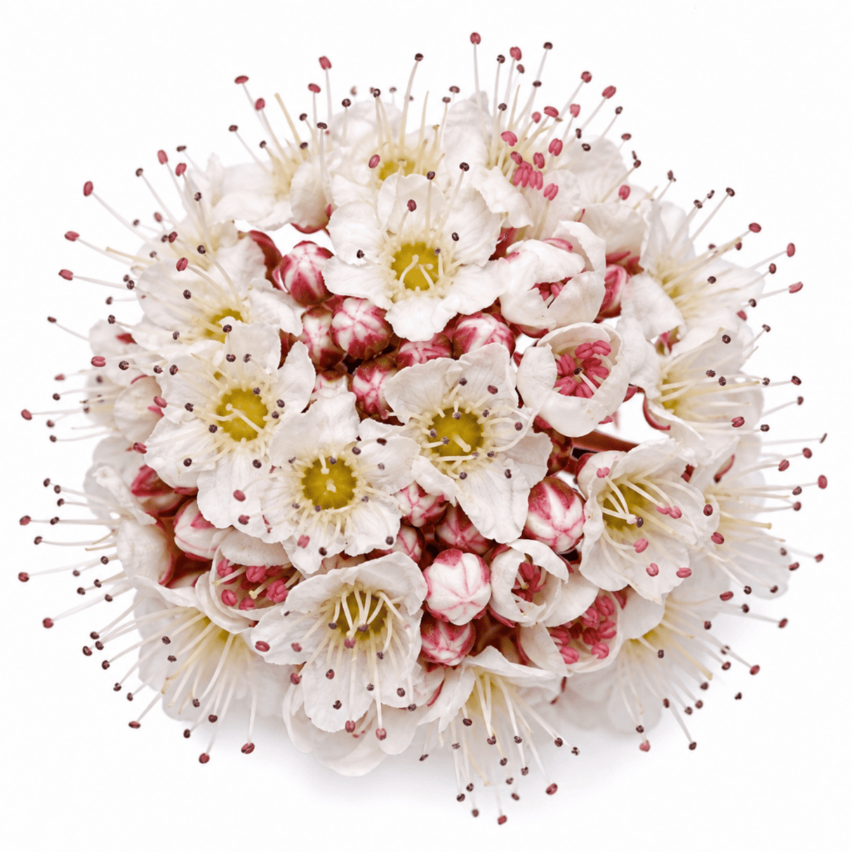 1 Large Plant - Physocarpus Diable D'or, Ready to Plant in Your Garden, 3L Pot - Frankton's