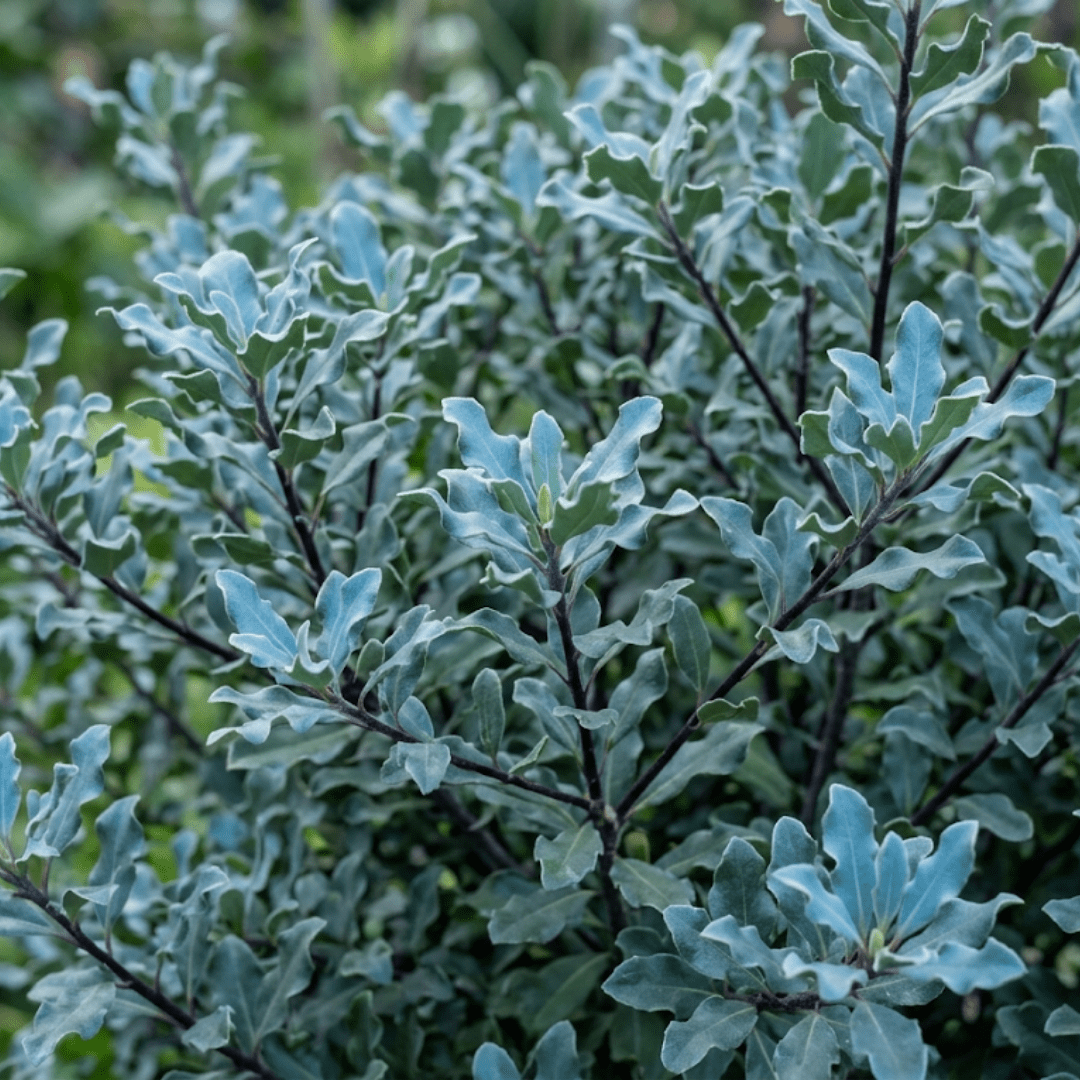 1 Large Plant - Pittosporum Atlantic Blue, Ready to Plant in Your Garden, 3L Pot - Frankton's