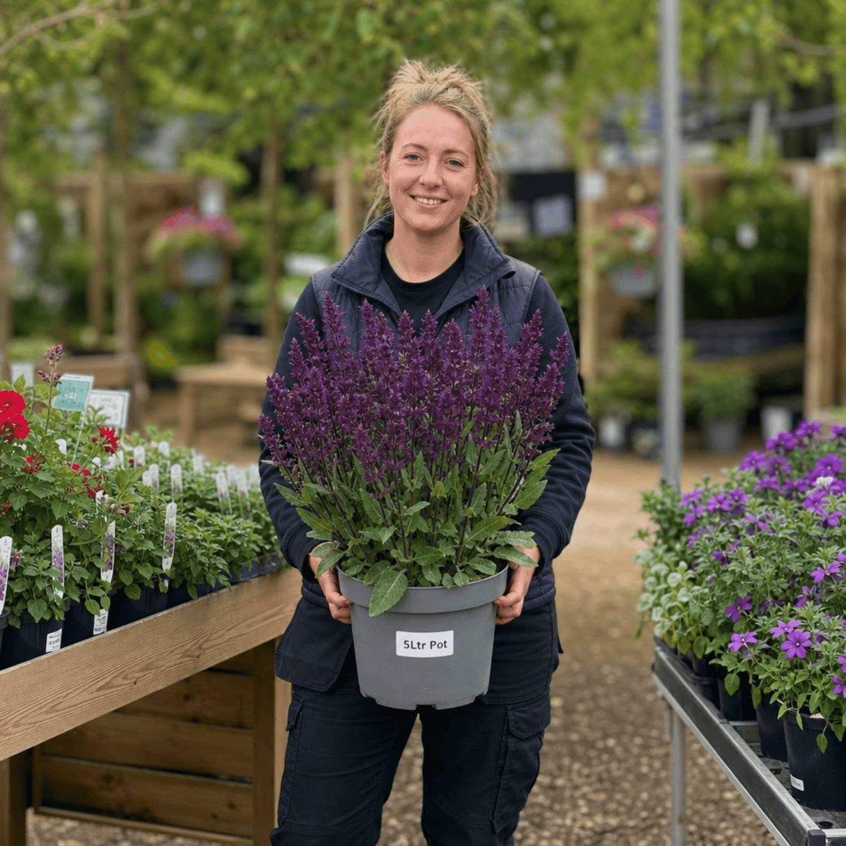 1 Large Plant - Salvia Sangoons Plum Crazy, Ready to Plant in Your Garden, 5L - Frankton's