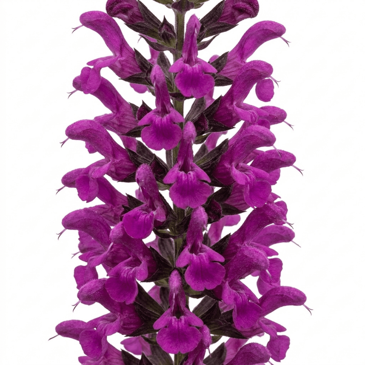 1 Large Plant - Salvia Sangoons Plum Crazy, Ready to Plant in Your Garden, 5L - Frankton's