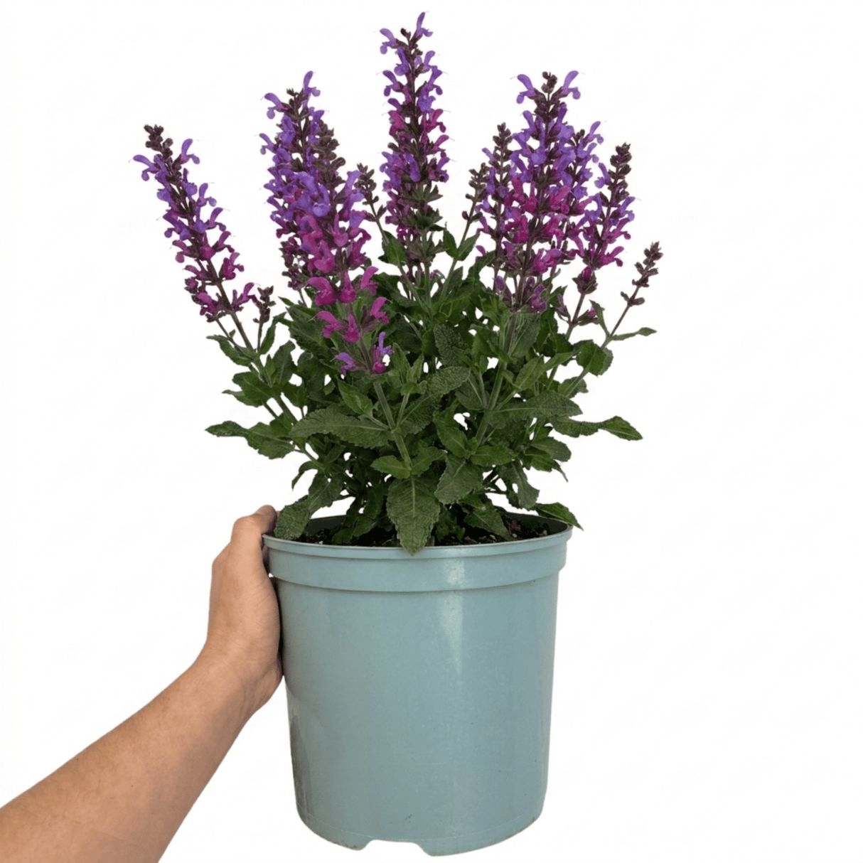 1 Large Plant - Salvia Sangoons Plum Crazy, Ready to Plant in Your Garden, 5L - Frankton's