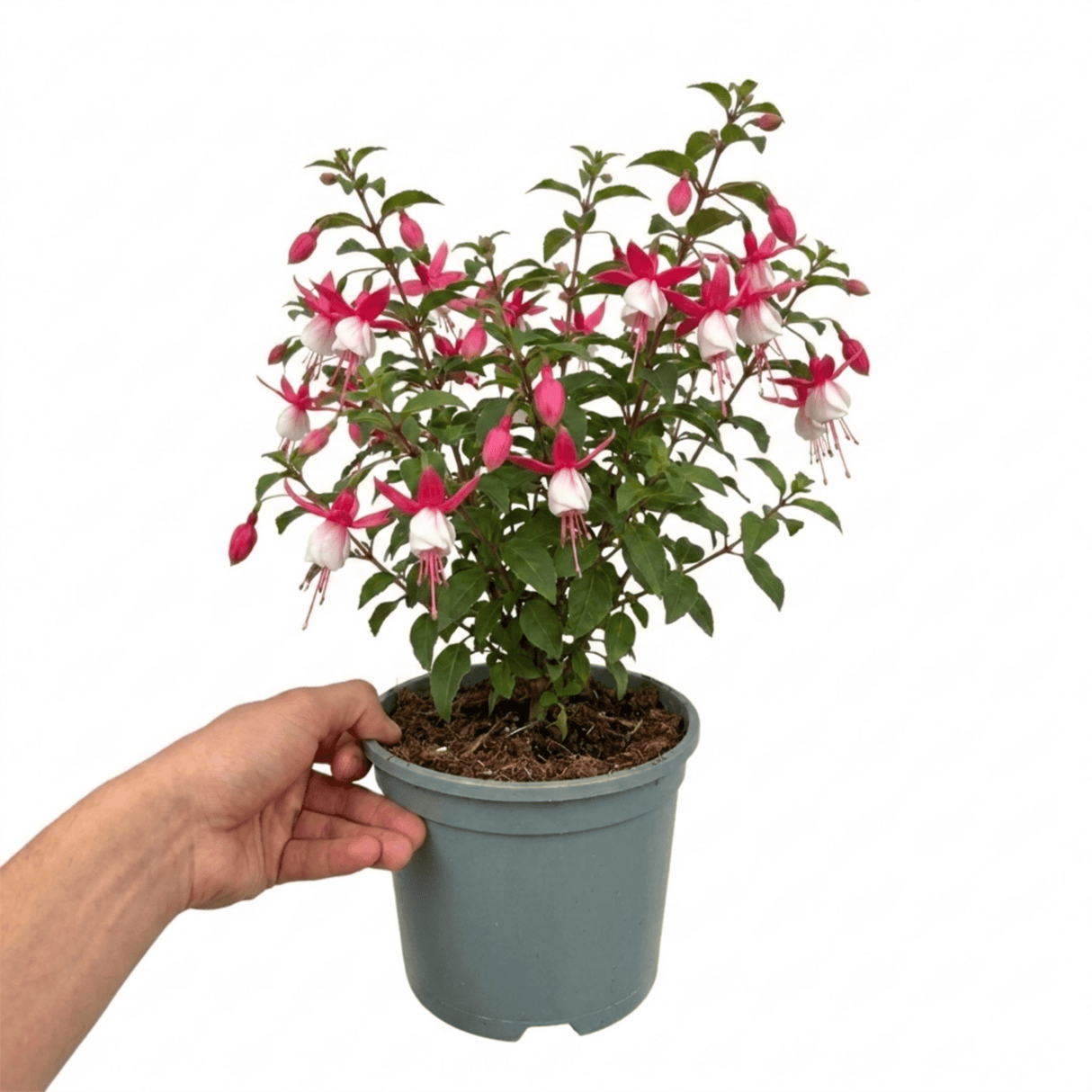 1 Large Plant - Upright Fuchsia Fuchsita Pink & White, Outdoor Garden Ready, 2L - Frankton's