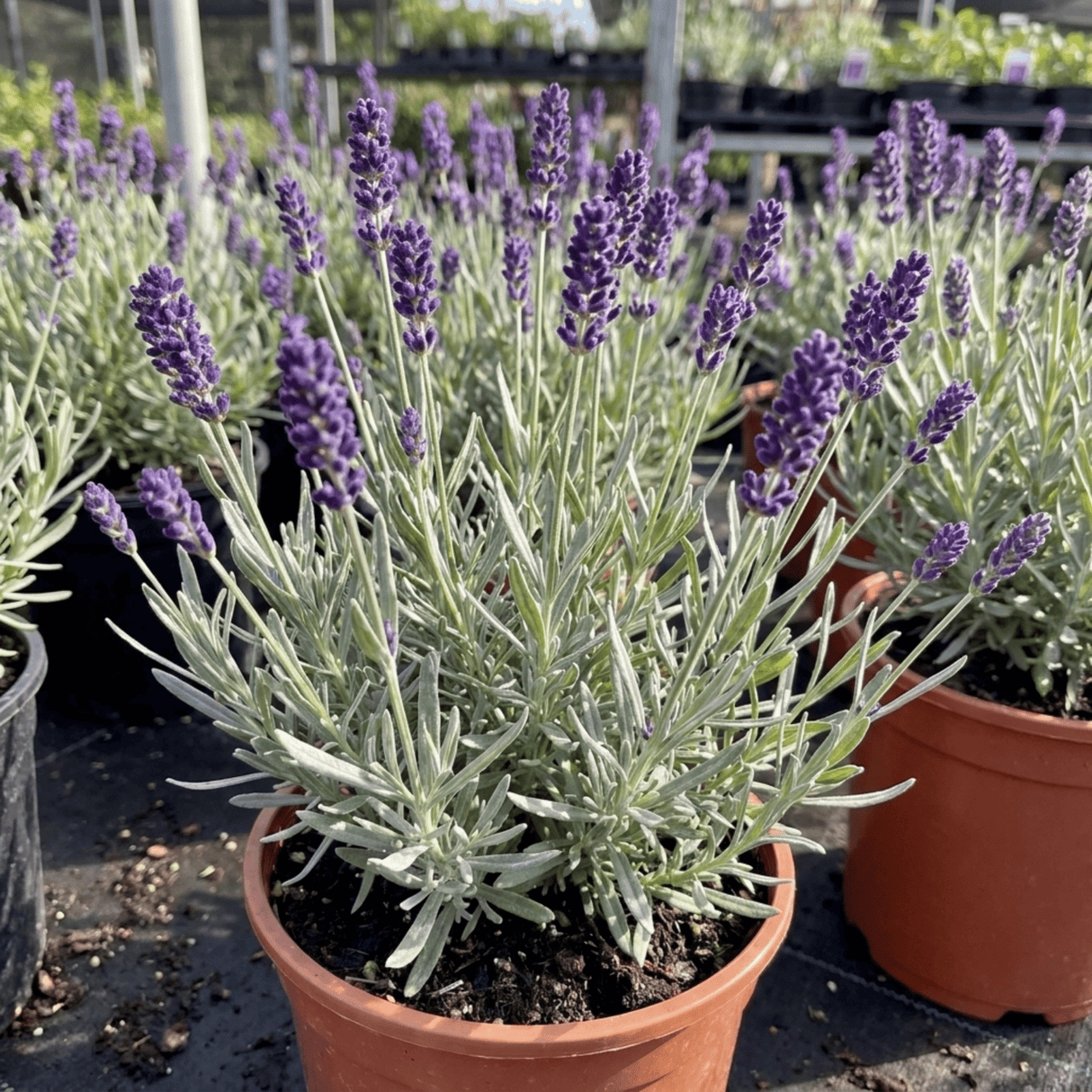 1 Lavender Essence Purple Hardy Perennial Plant, Fragrant Bee Friendly Garden Shrub, 2 Litre Root Ball - Frankton's
