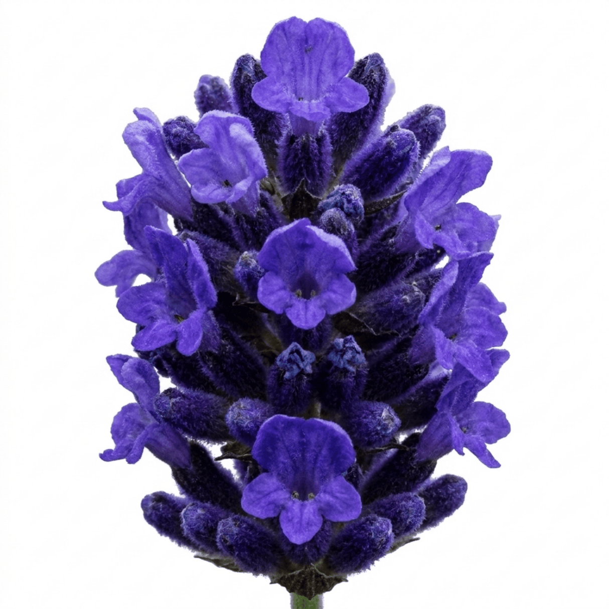 1 Lavender Hidcote Blue Plant, Fragrant Hardy Perennial Lavender Bush, Garden Ready, 5 Litre Root Ball - Frankton's