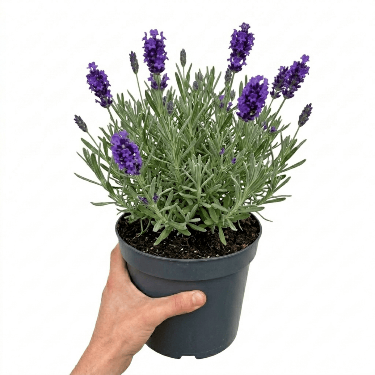 1 Lavender Hidcote Blue Plant, Fragrant Hardy Perennial Lavender Bush, Garden Ready, 5 Litre Root Ball - Frankton's