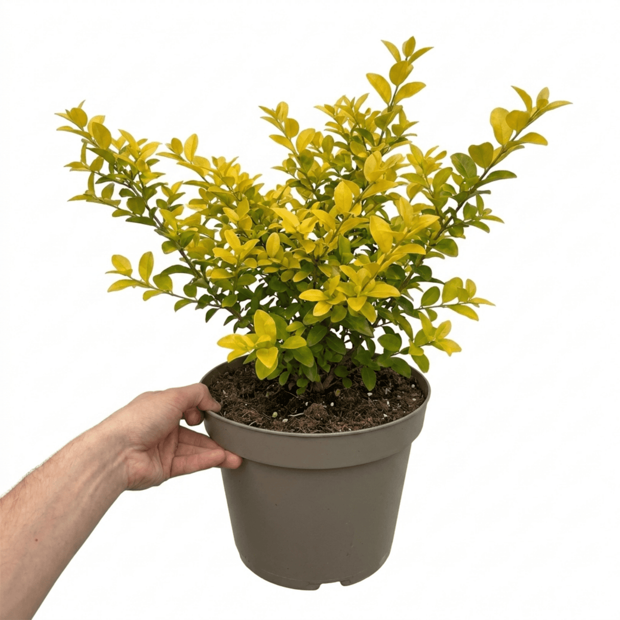 1 Ligustrum Aureum Golden Privet Hedge Plant, Evergreen Garden Ready, 7.5 Litre Root Ball - Frankton's