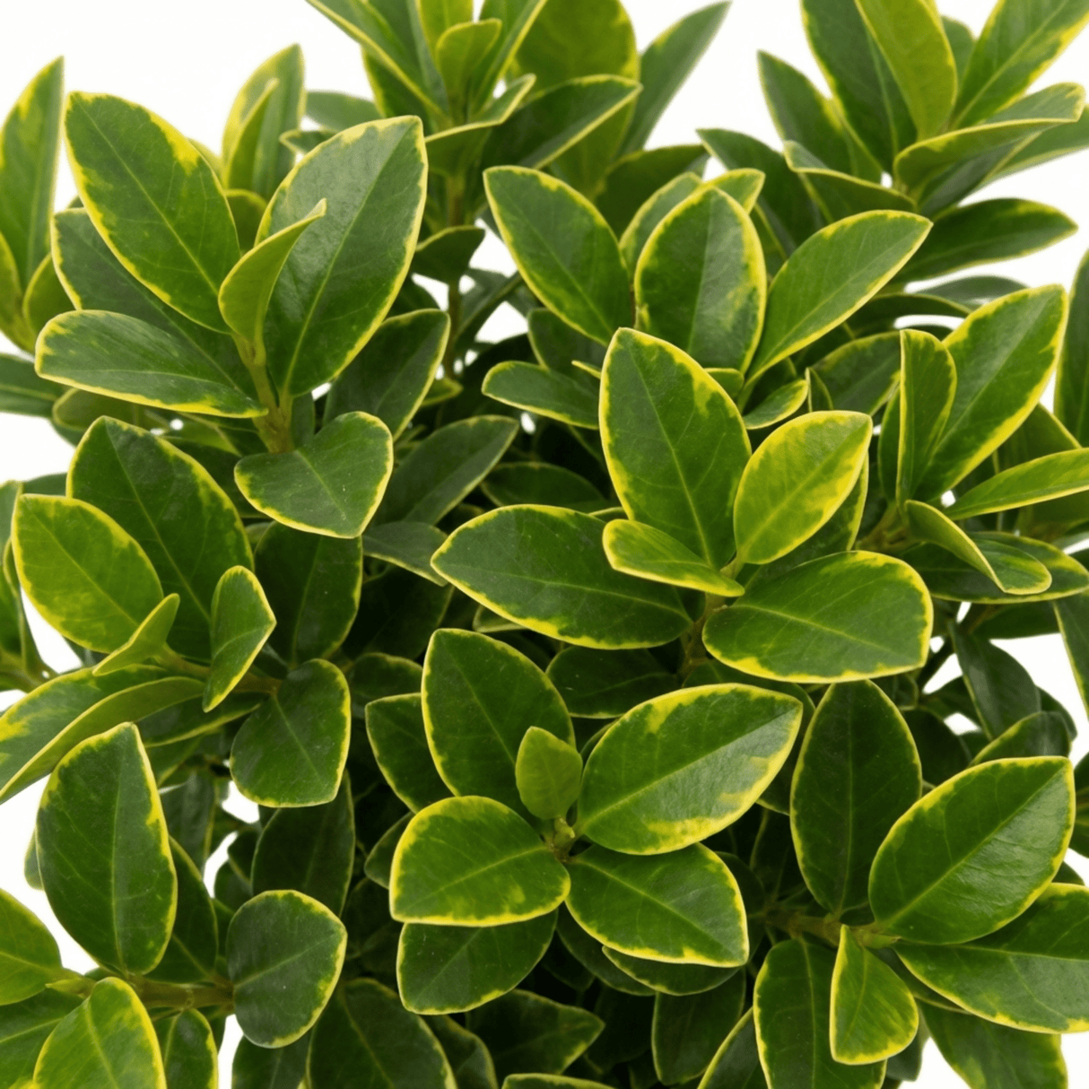 1 Ligustrum Muster Privet Hedging Plant, Fast Growing Evergreen Privacy Hedge, 19cm/3L Root Ball - Frankton's