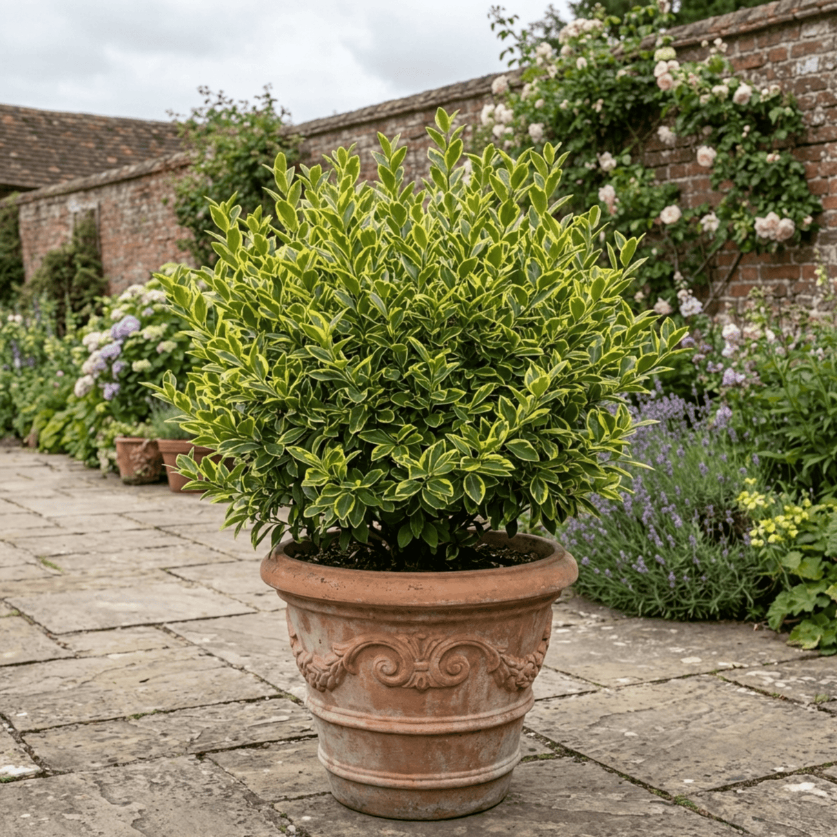 1 Ligustrum Muster Privet Hedging Plant, Fast Growing Evergreen Privacy Hedge, 19cm/3L Root Ball - Frankton's