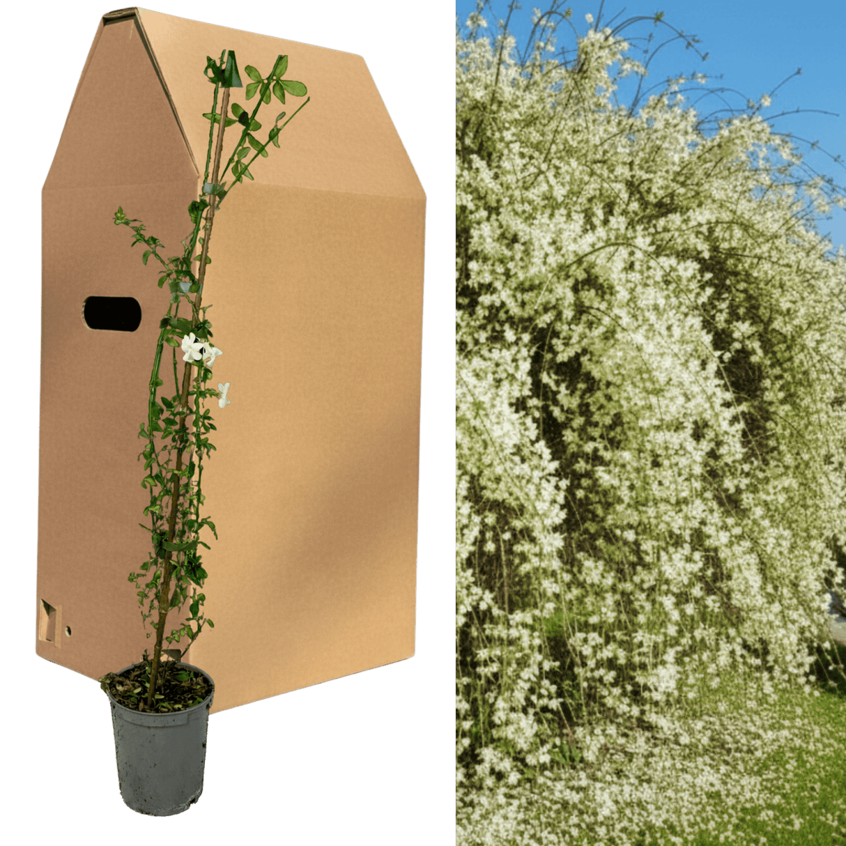 1 Live Outdoor Garden Ready Common Jasmine Plant - Jasminum officinale, 2L Pot - Frankton's