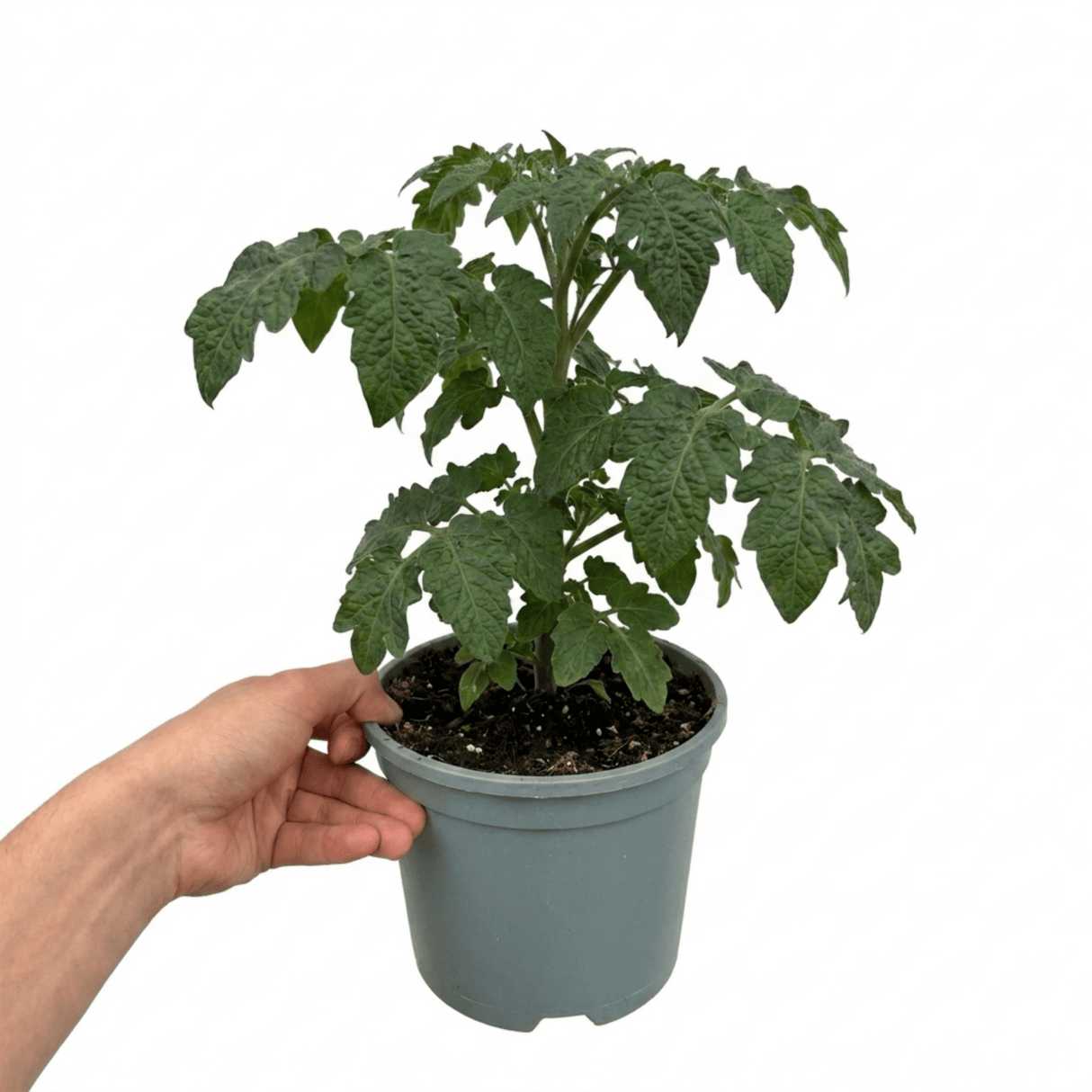 1 Live Tomato Totem Plant, Hardy Dwarf Bush Variety, Patio & Container Garden Ready, 2Ltr Root-Ball - Frankton's