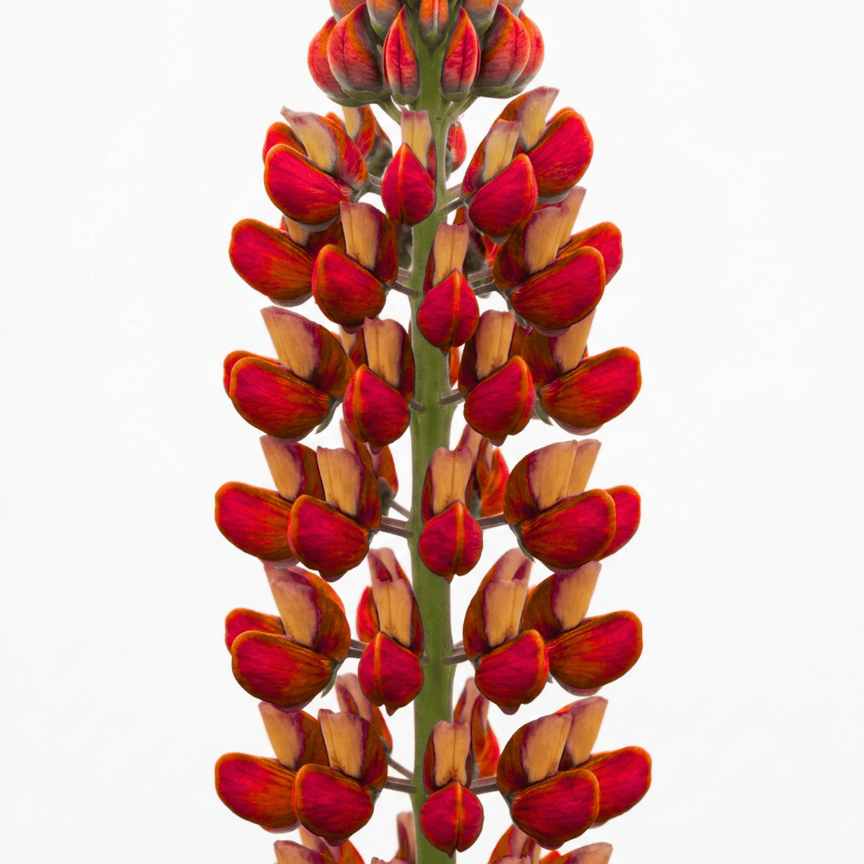 1 Lupin Gladiator Hardy Perennial Plant, Bee Friendly Summer Flowering, Outdoor Garden Ready, 19cm Root-Ball - Frankton's