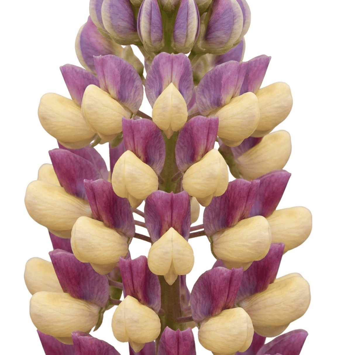 1 Lupin Persian Slipper Hardy Perennial Flower Plant, Bee Friendly Cottage Garden Ready, 3L Root Ball - Frankton's