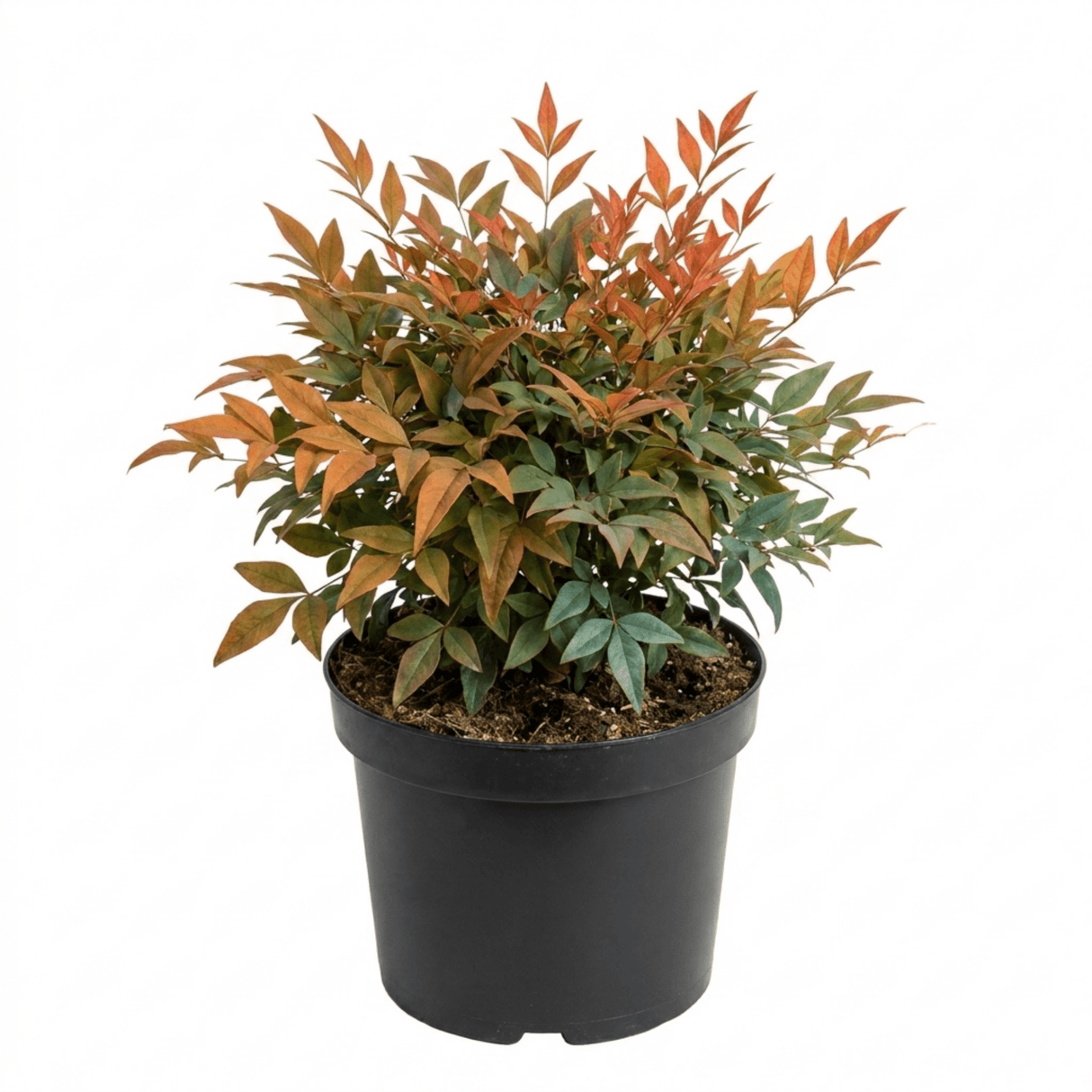1 Nandina Gulf Stream Heavenly Bamboo, Compact Hardy Evergreen Garden Shrub, 3 Litre Root Ball - Frankton's