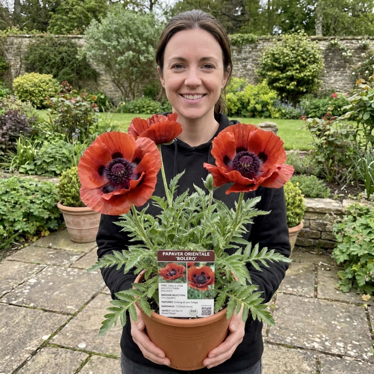 1 Oriental Papaver Bolero Perennial Poppy Plant, Summer Flowering, Garden Ready, 3 Litre Root Ball - Frankton's