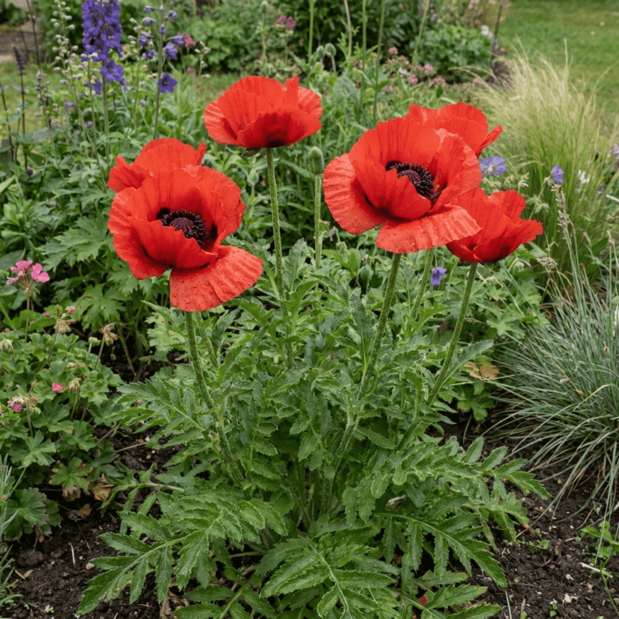 1 Oriental Papaver Red Rumble, Hardy Perennial Red Poppy Plant, Summer Flowering, 3L Root Ball - Frankton's