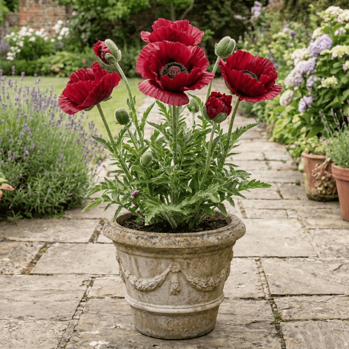1 Oriental Papaver Red Rumble, Hardy Perennial Red Poppy Plant, Summer Flowering, 3L Root Ball - Frankton's