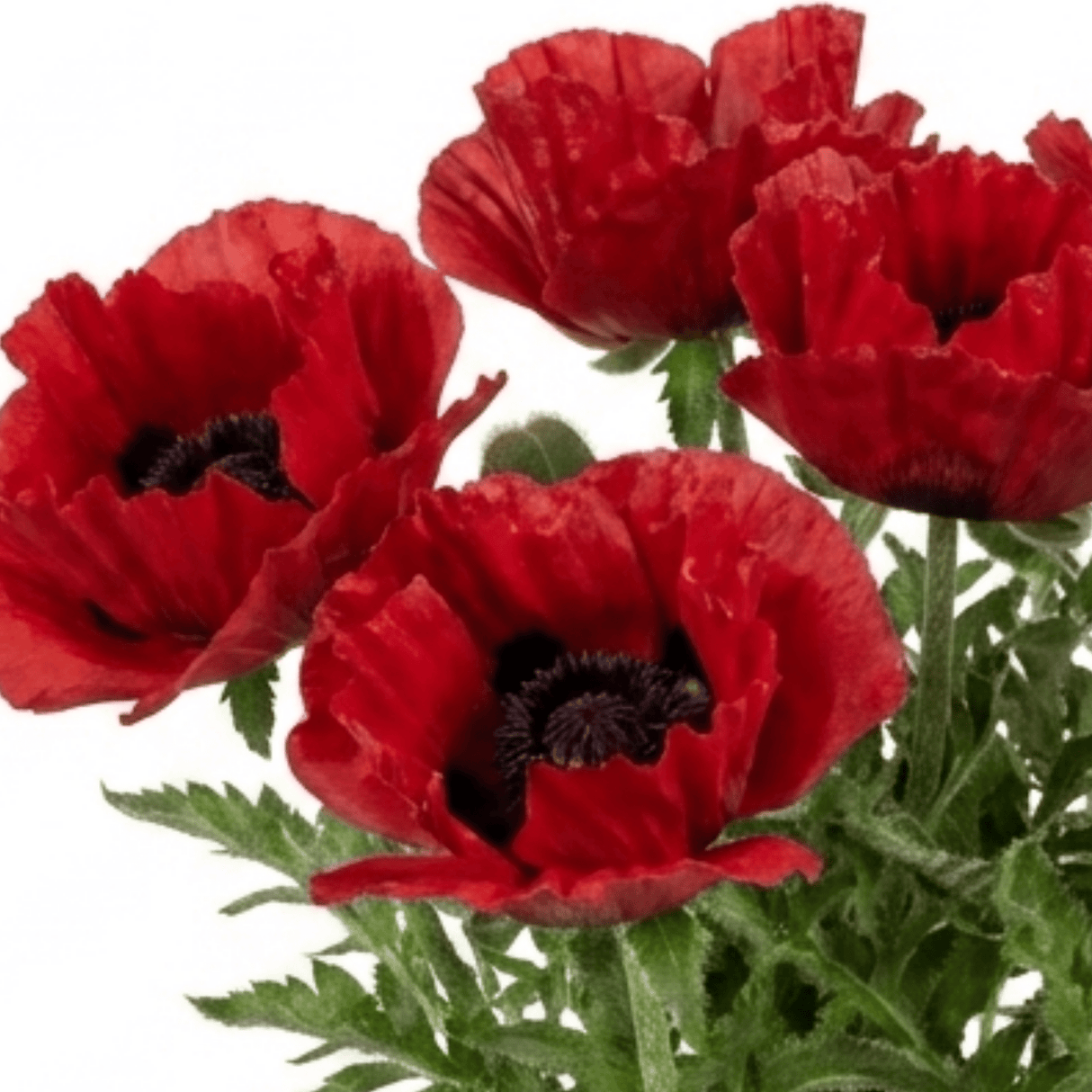 1 Oriental Papaver Red Rumble, Hardy Perennial Red Poppy Plant, Summer Flowering, 3L Root Ball - Frankton's