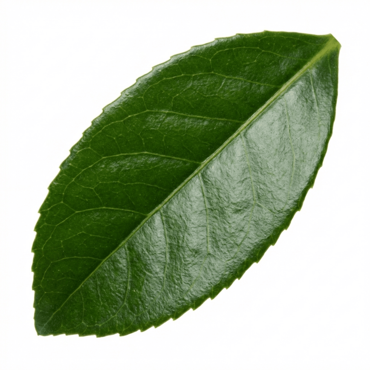 1 Osmanthus Burkwoodii Plant, Hardy Fragrant Evergreen Hedge Shrub, Garden Ready, 3 Litre Root Ball - Frankton's