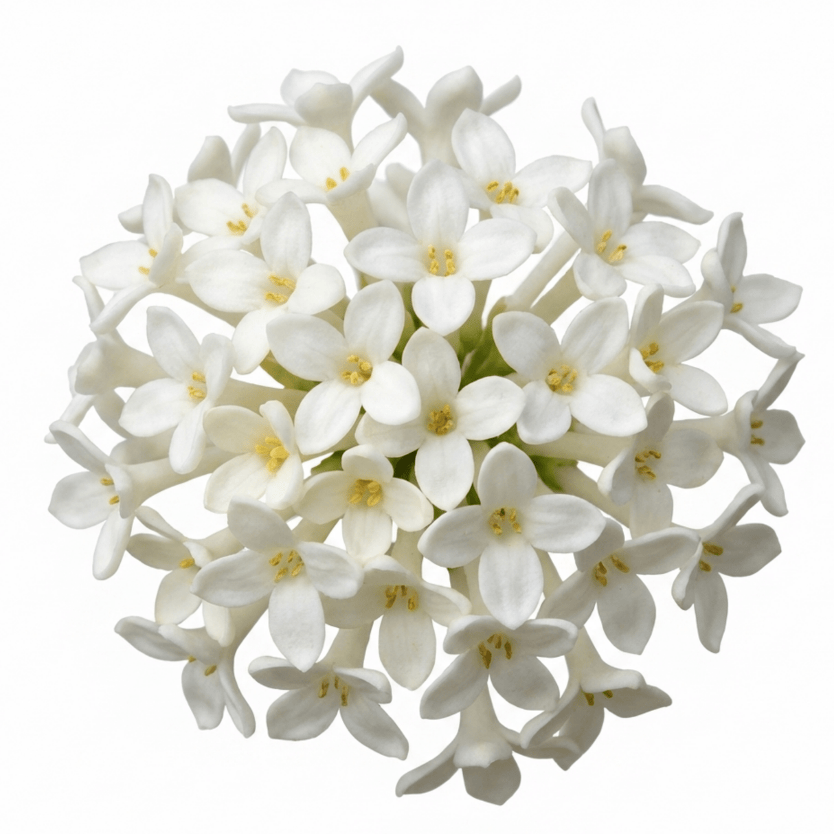 1 Osmanthus Delavayi Plant, Fragrant Evergreen Shrub, Outdoor Garden Ready, 19cm Root Ball - Frankton's