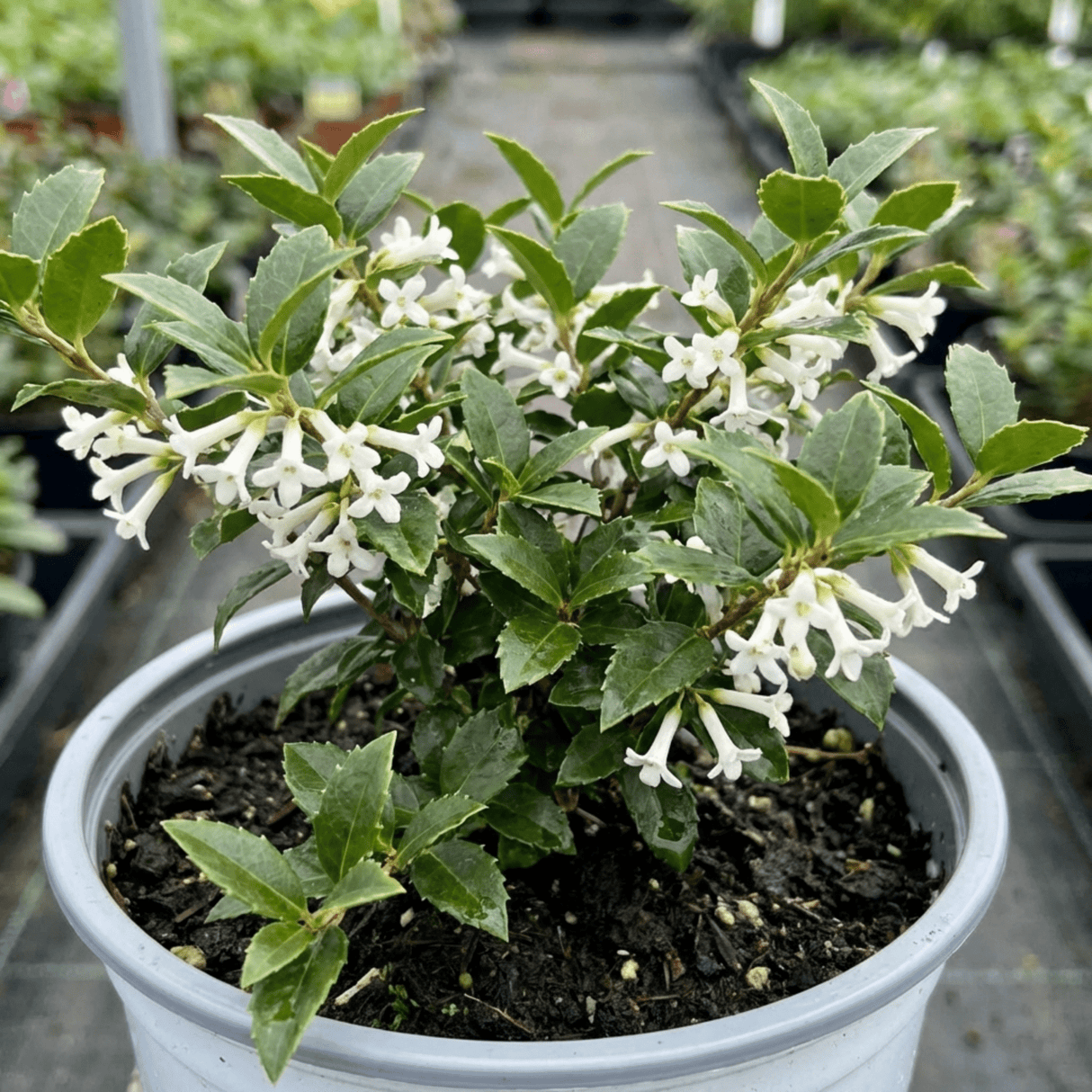 1 Osmanthus Delavayi Plant, Fragrant Evergreen Shrub, Outdoor Garden Ready, 19cm Root Ball - Frankton's