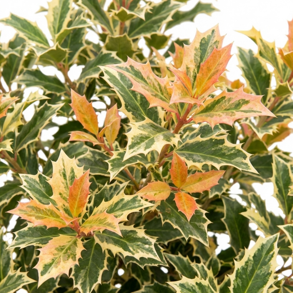 1 Osmanthus Goshiki Variegated Evergreen Shrub, Hardy Outdoor Garden Ready, 19cm Root-Ball - Frankton's