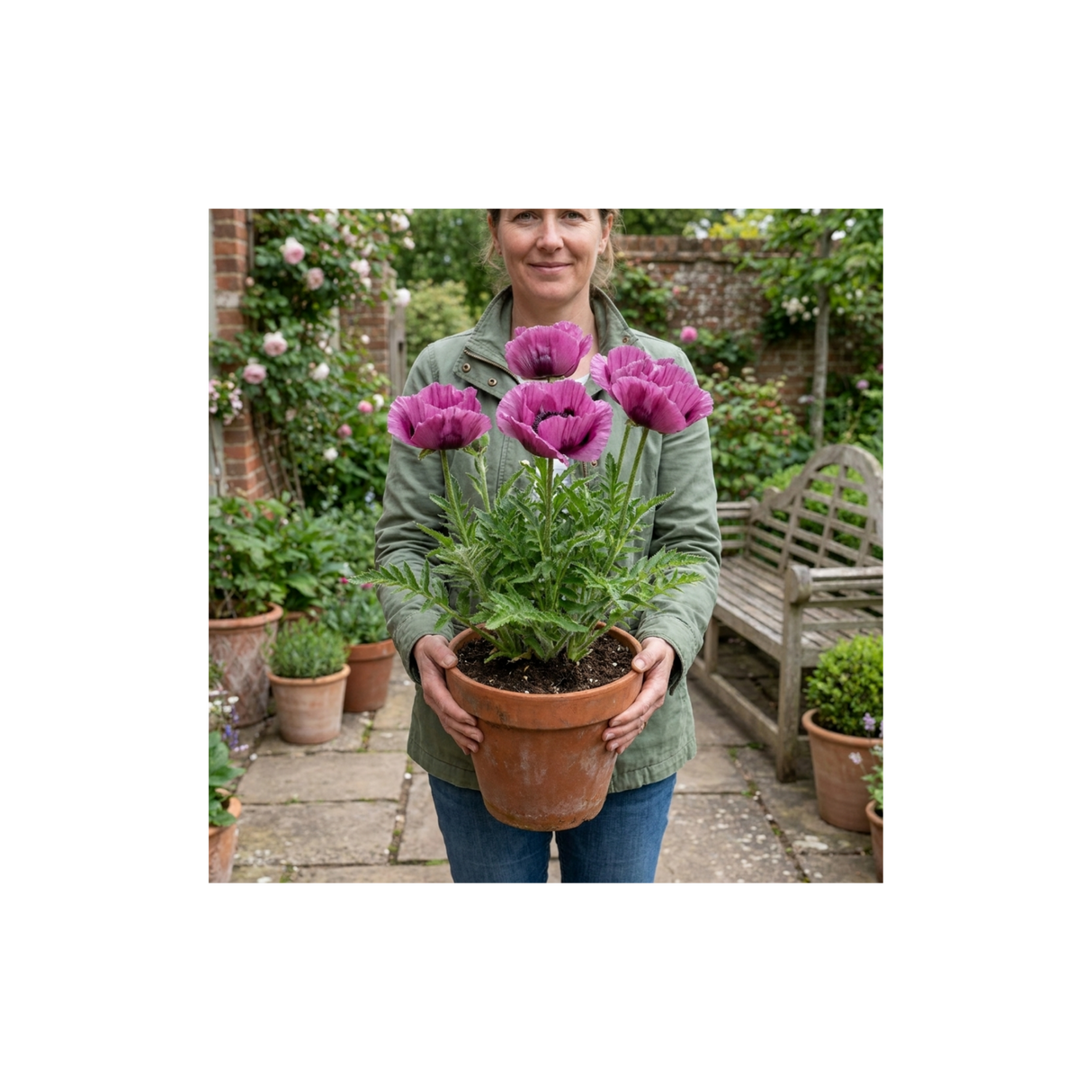 1 Papaver Orientale Waltzing Mathilde, Summer Flowering Hardy Perennial Poppy Plant, 3 Litre Root Ball - Frankton's