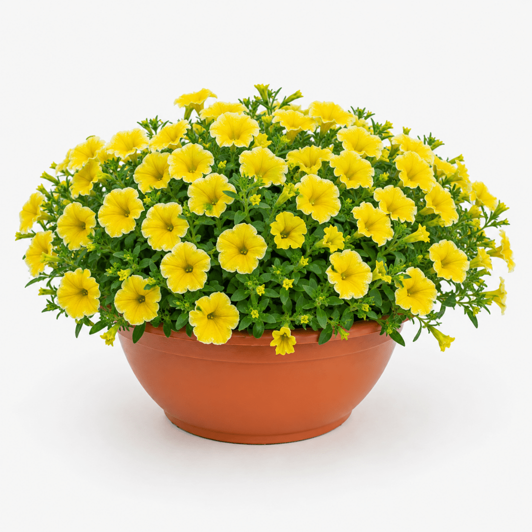 1 Petunia Bees Knees Flowering Plant, Outdoor Garden Ready, Summer Patio Bedding, 21cm Root Ball - Frankton's
