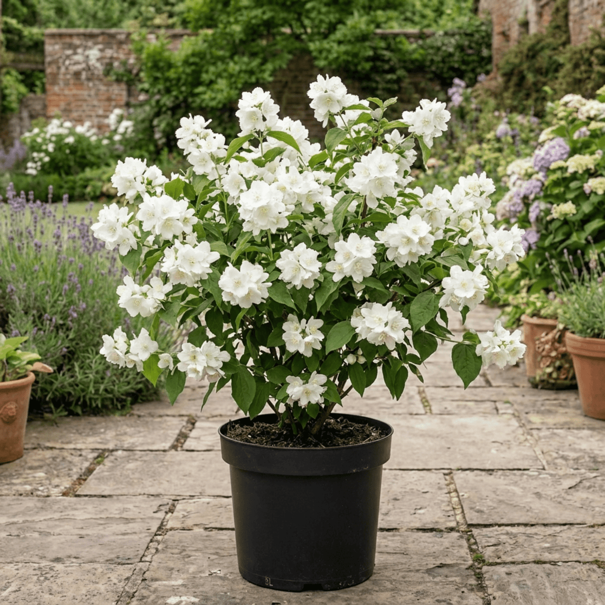 1 Philadelphus Snowbelle Mock Orange Plant, Fragrant Hardy White Flowering Garden Shrub, 3L Root-Ball - Frankton's