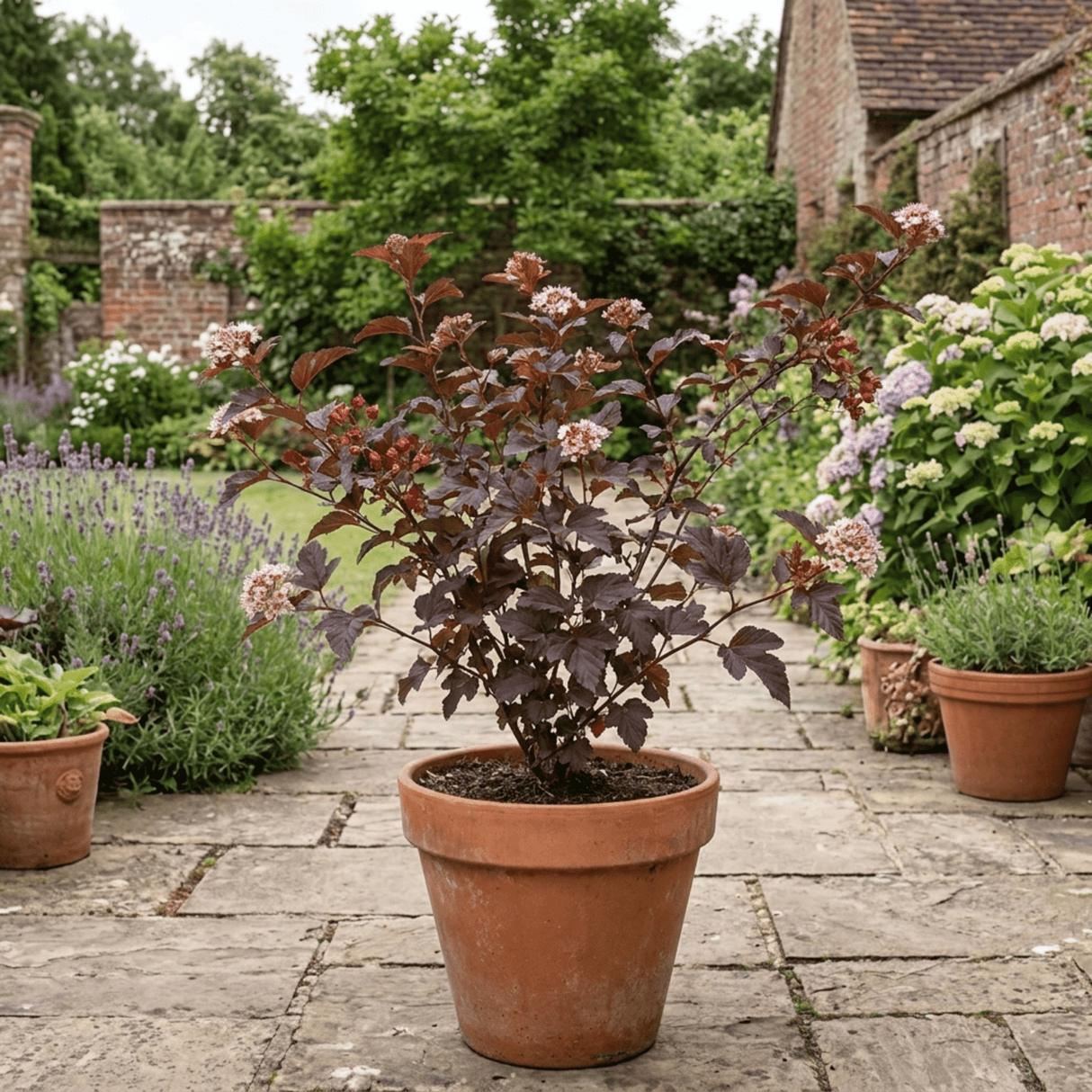 1 Physocarpus Lady in Red Plant, Hardy Bee Friendly Deciduous Garden Shrub, 3 Litre Root Ball - Frankton's