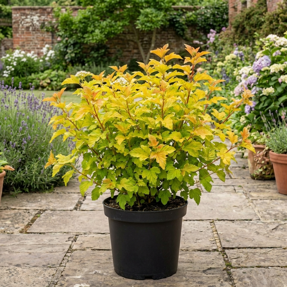 1 Physocarpus Raspberry Lemonade Ninebark Plant, Hardy Flowering Shrub, 3 Litre Root Ball - Frankton's