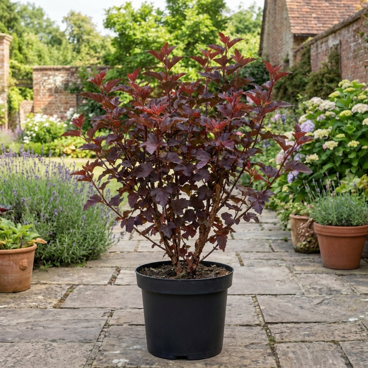 1 Physocarpus Sweet Cherry Tea Ninebark Plant, Hardy Deciduous Flowering Shrub, 3 Litre Root-Ball - Frankton's