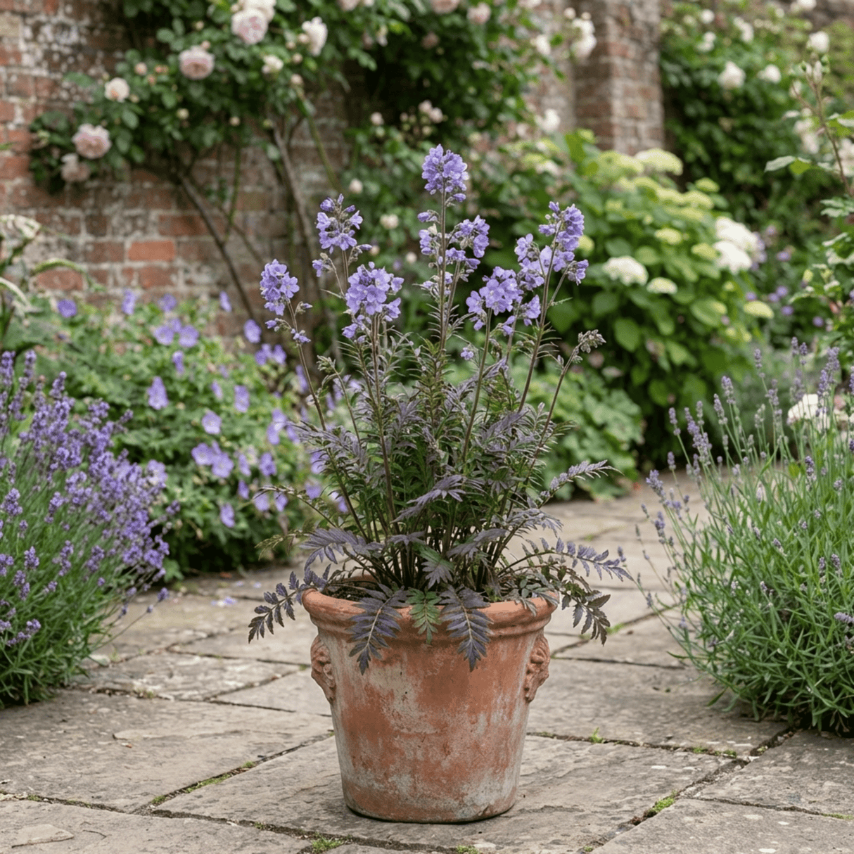 1 Polemonium Heaven Scent Flowering Plant, Hardy Perennial for Cottage Garden, Bee Friendly, 3 Litre Root Ball - Frankton's