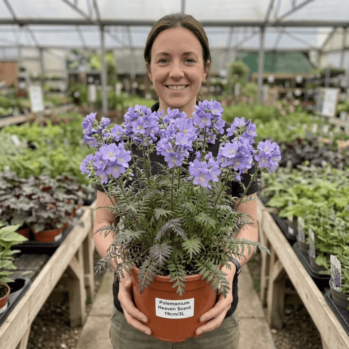 1 Polemonium Heaven Scent Flowering Plant, Hardy Perennial for Cottage Garden, Bee Friendly, 3 Litre Root Ball - Frankton's