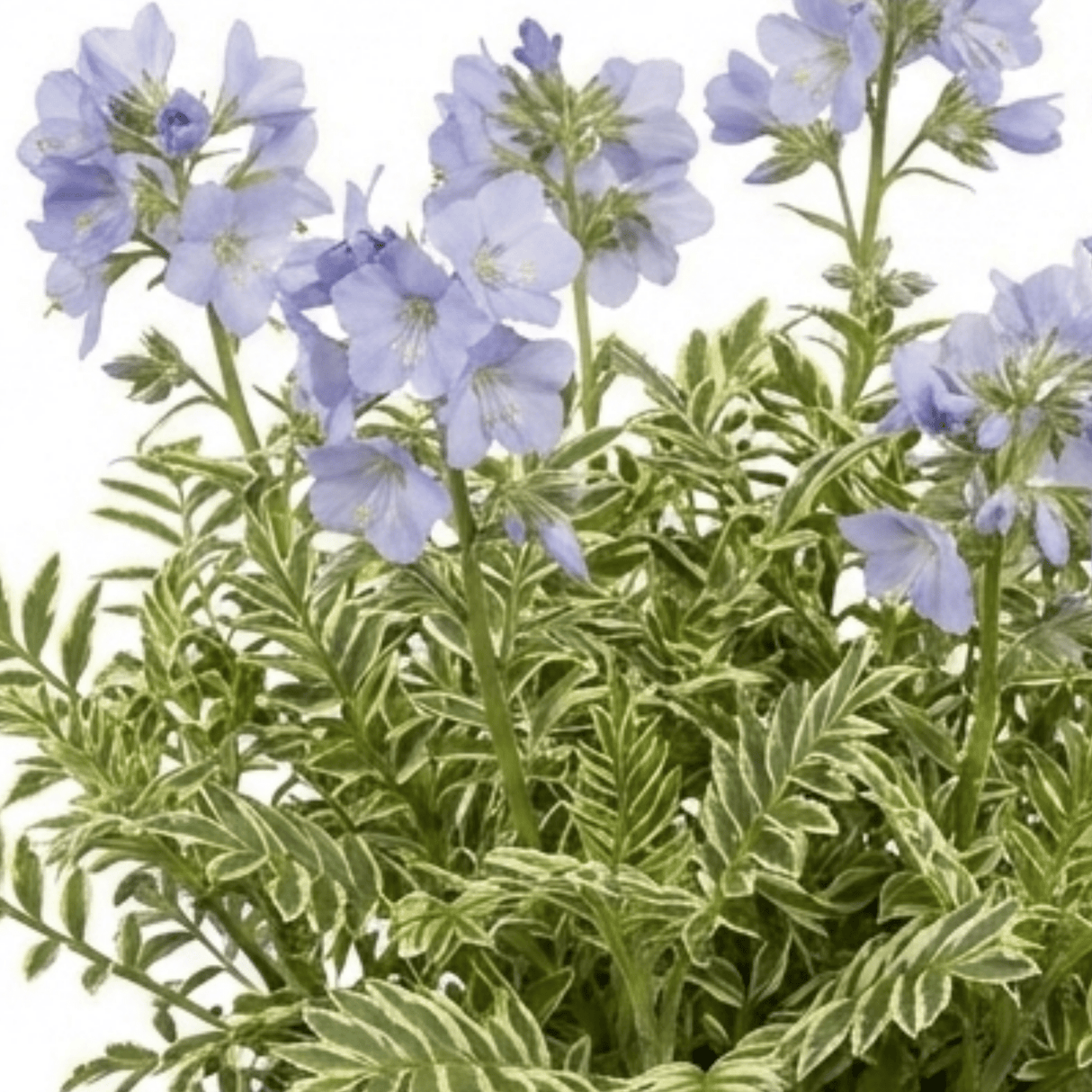 1 Polemonium Touch of Class Jacobs Ladder Plant, Hardy Variegated Cottage Garden Perennial, 3L Root Ball - Frankton's