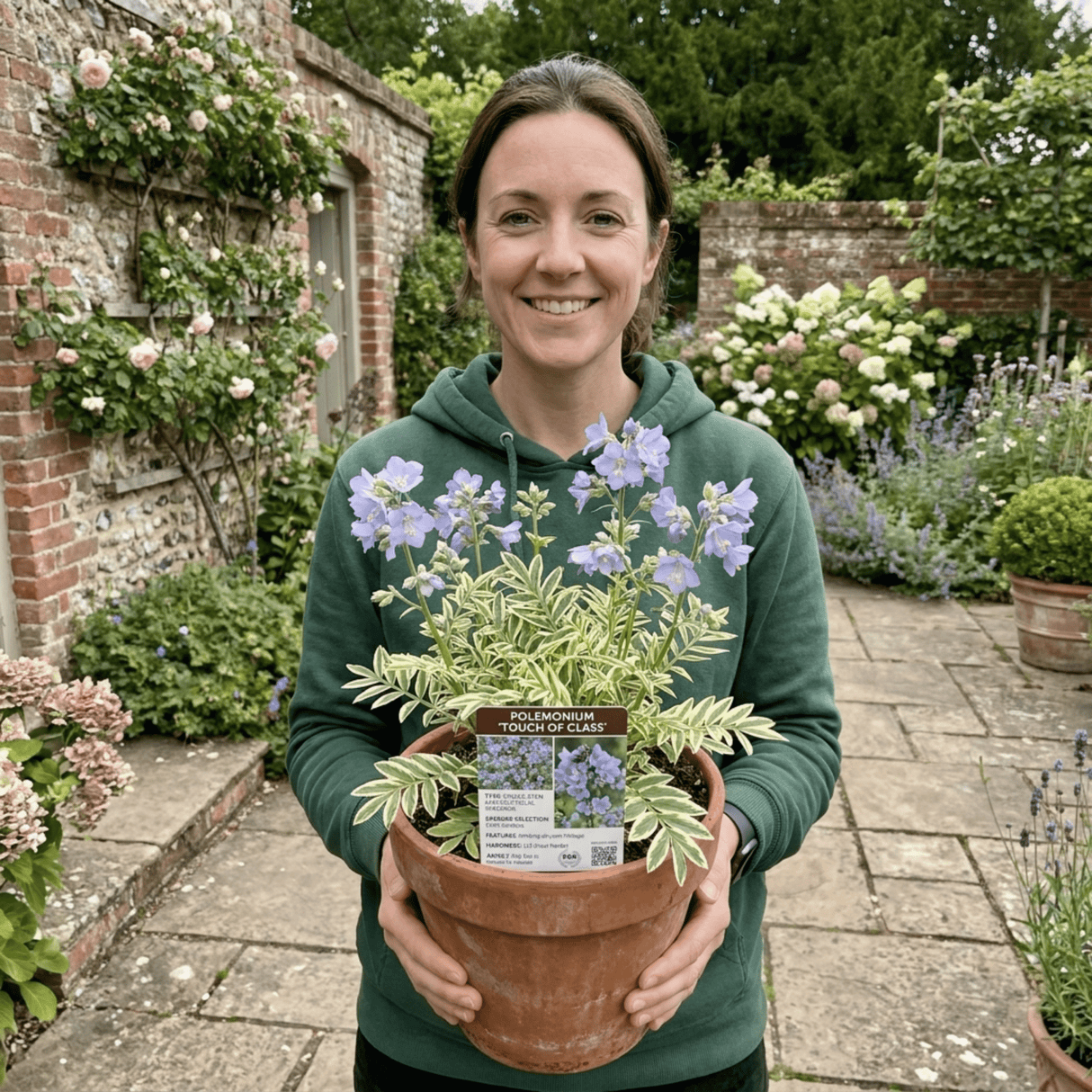 1 Polemonium Touch of Class Jacobs Ladder Plant, Hardy Variegated Cottage Garden Perennial, 3L Root Ball - Frankton's