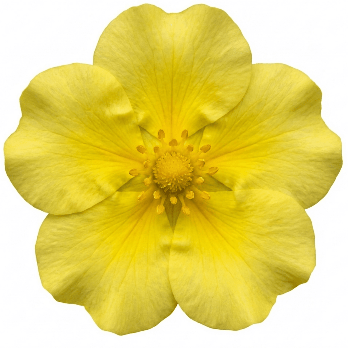 1 Potentilla Goldfinger Hardy Yellow Flowering Shrub, Bee Friendly Garden Plant, 2 Litre Root Ball - Frankton's