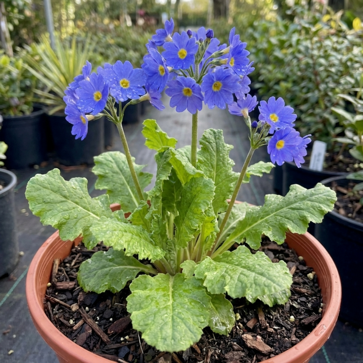 1 Primula Oakleaf Blue Perennial Plant, Hardy Spring Flowering Garden Ready, 2 Litre Root-Ball - Frankton's