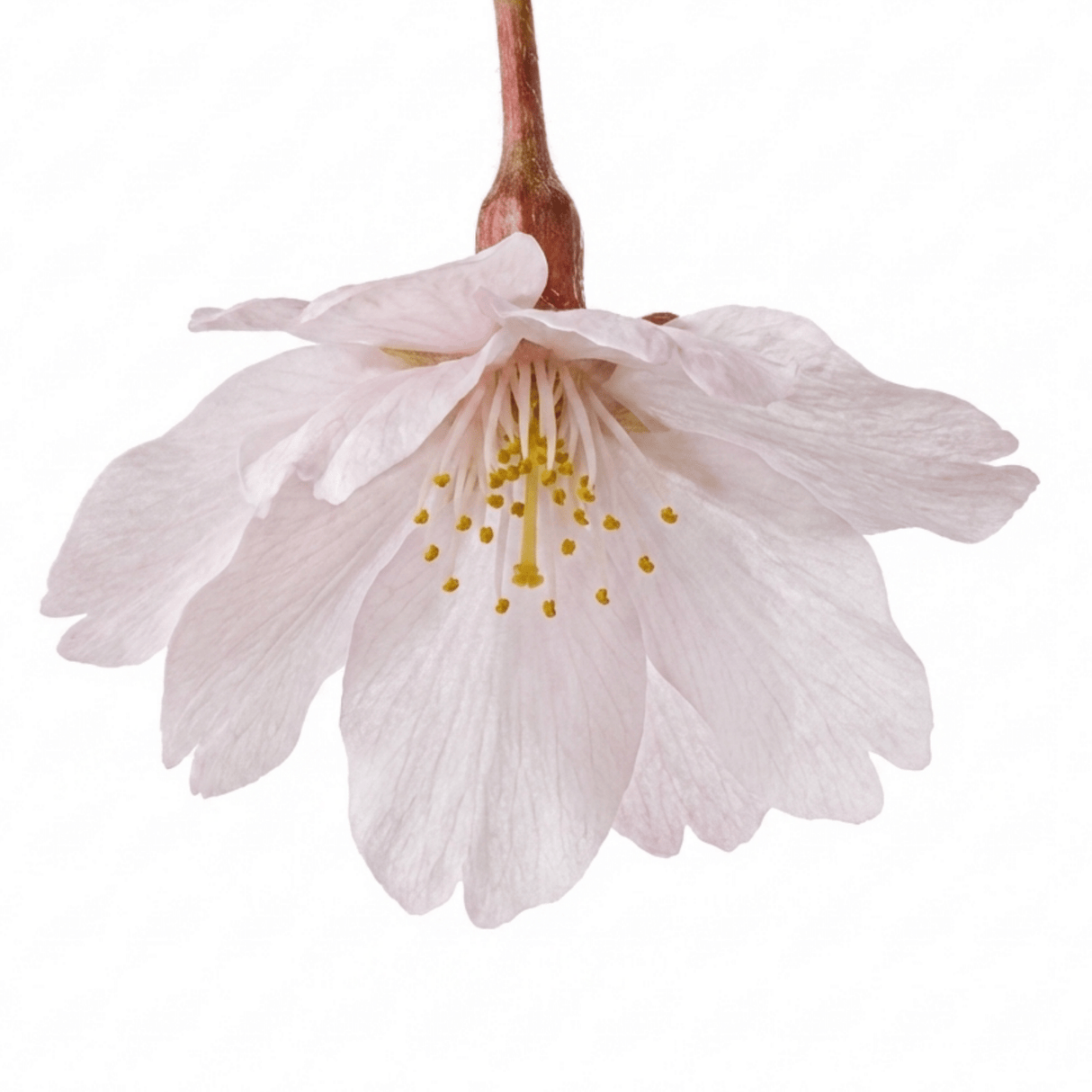 1 Prunus Kojo No Mai Flowering Hedging Plant, Low Maintenance Garden Ready, 3 Litre Root Ball - Frankton's