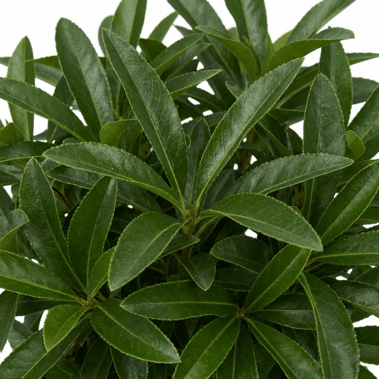 1 Pyracantha Orange Glow Firethorn Plant, Evergreen Fast Growing Climbing Hedge Shrub, 2L Root-Ball - Frankton's