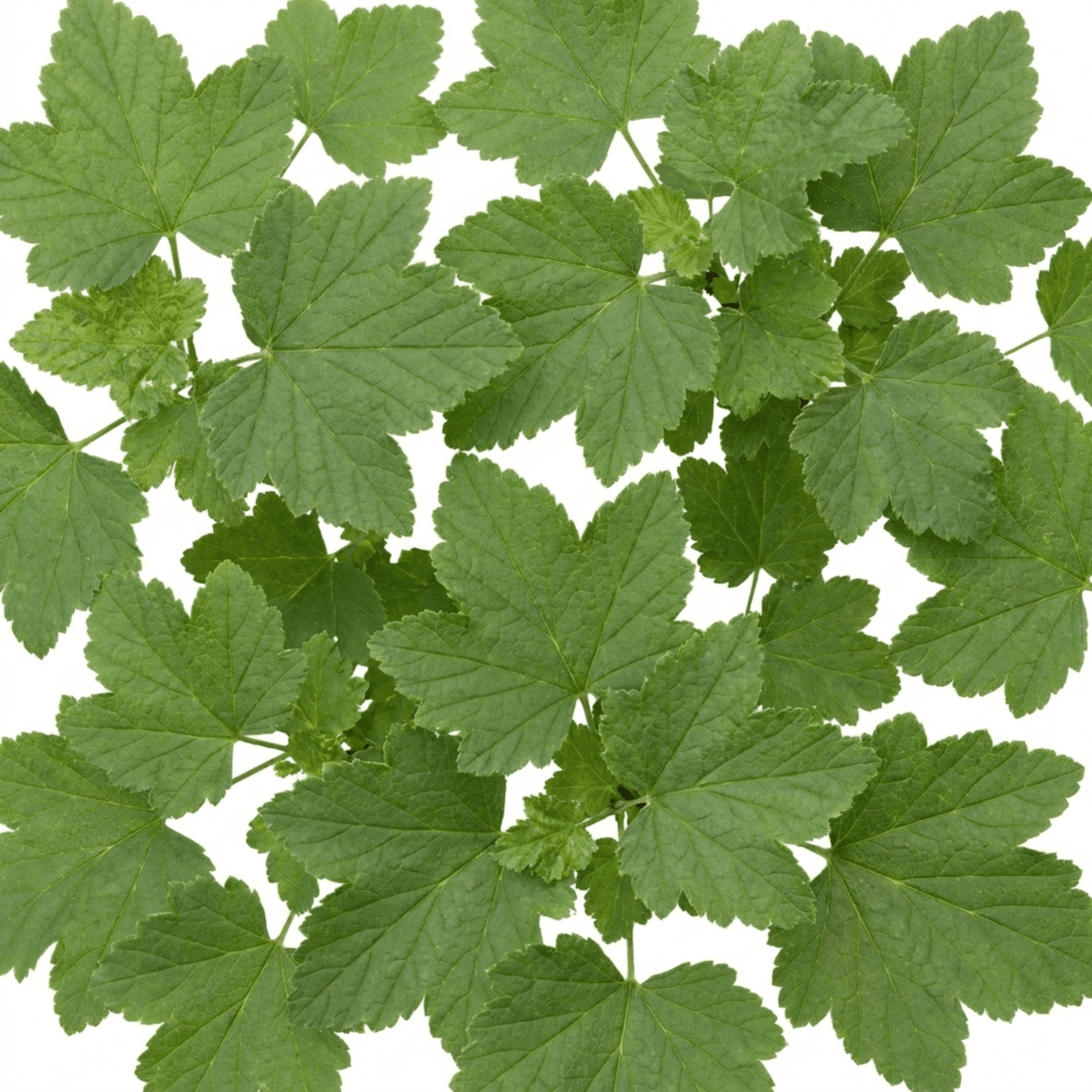1 Redcurrant Jonkheer Van Tets Fruit Bush, Hardy Outdoor Garden Ready, 2 Litre Root Ball - Frankton's