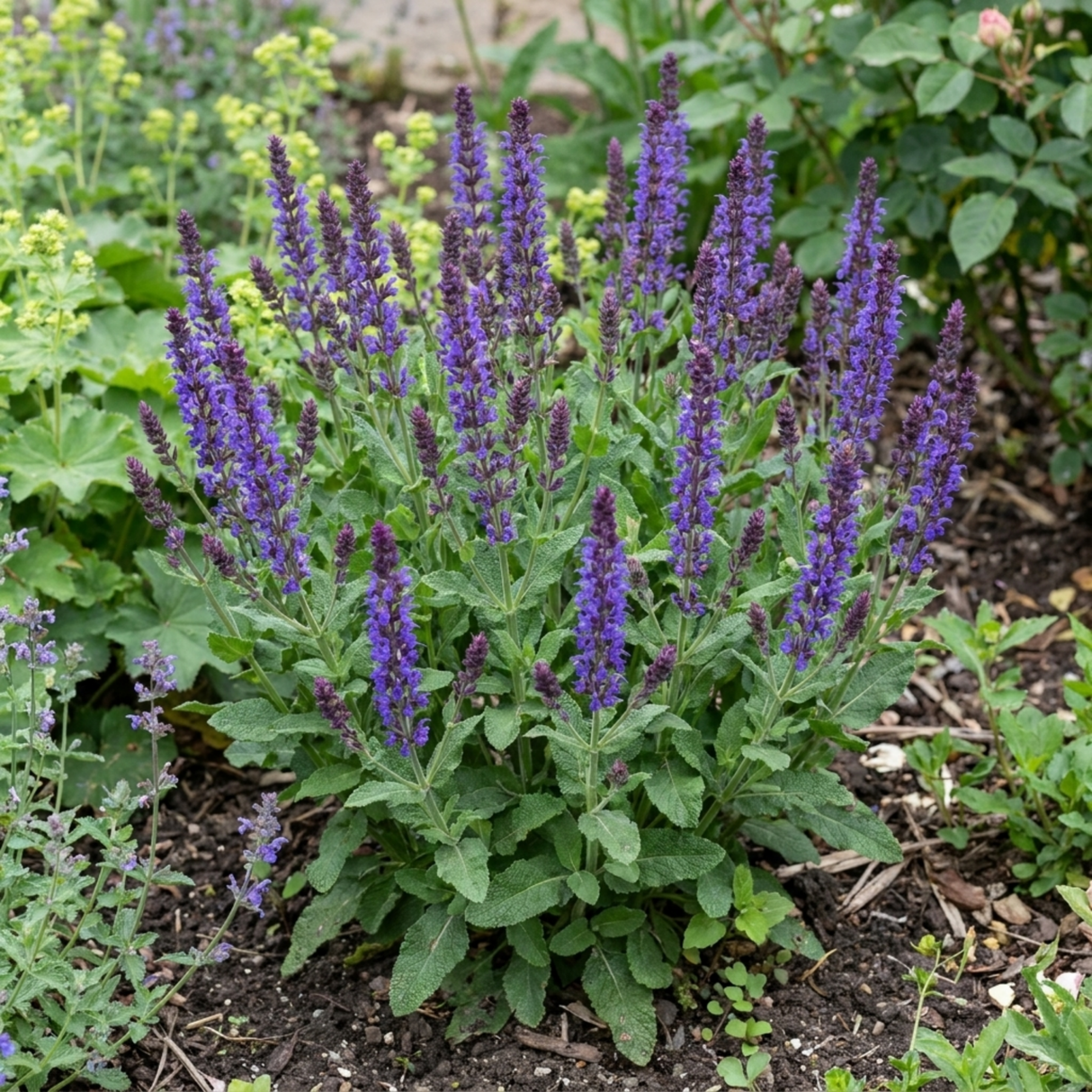 1 Salvia East Friesland Perennial Plant, Bee Friendly Purple Flowers, Garden Ready, 17cm/2L Root Ball - Frankton's