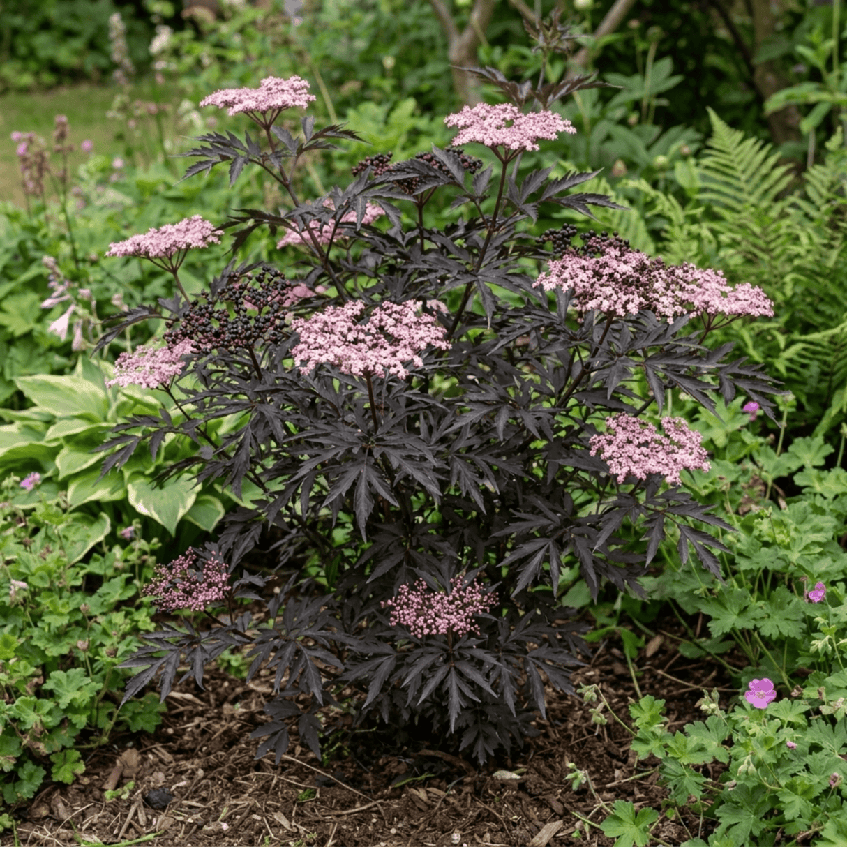 1 Sambucus Nigra Black Lace Elderberry Plant, Outdoor Hardy Perennial Garden Shrub, 3 Litre Root Ball - Frankton's