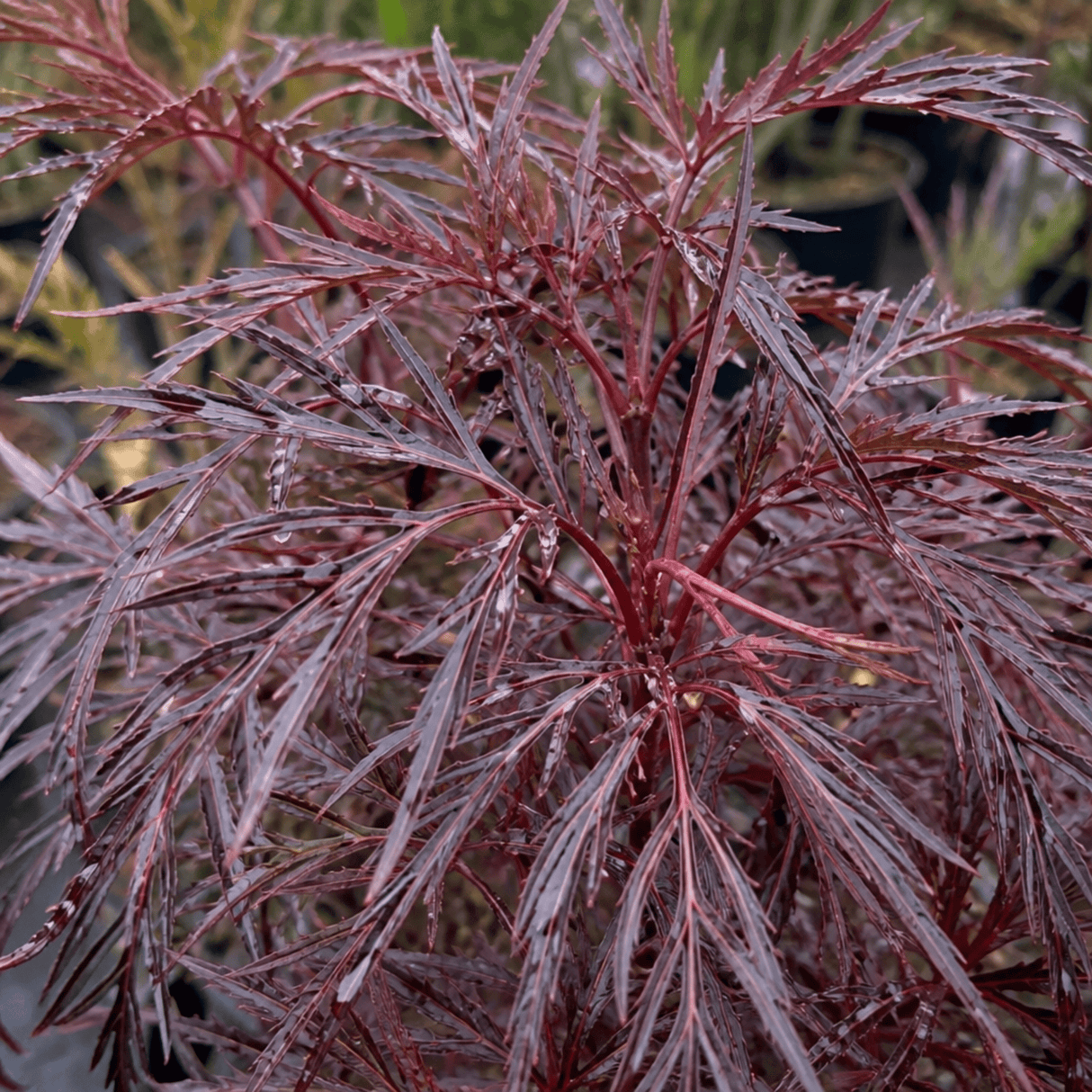 1 Sambucus Nigra Laced Up Plant, Ornamental Elderberry Hardy Perennial Shrub, 19cm Root-Ball - Frankton's