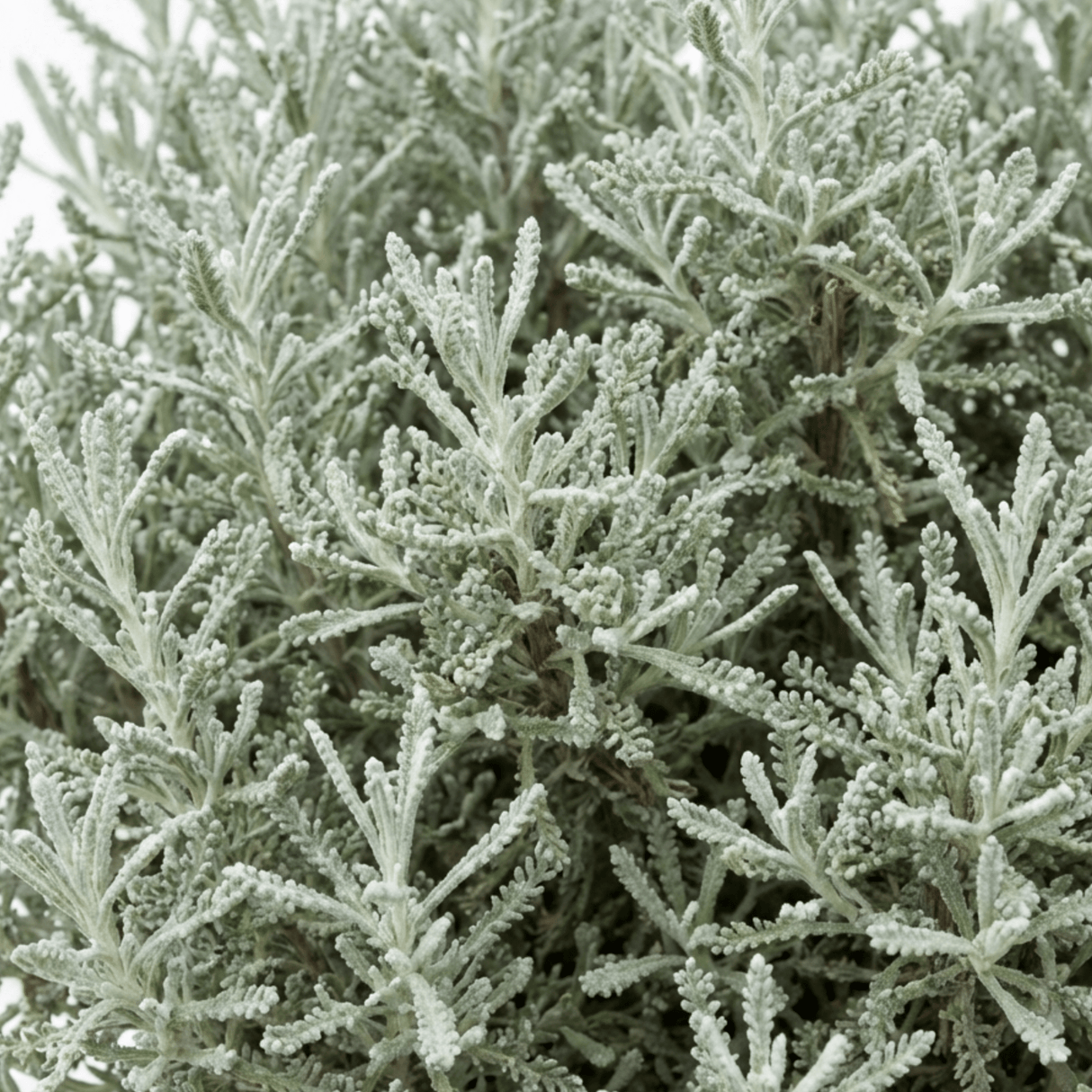 1 Santolina Chamaecyparissus Cotton Lavender Plant, Drought Tolerant Hardy Evergreen Shrub, 2L Root-Ball - Frankton's