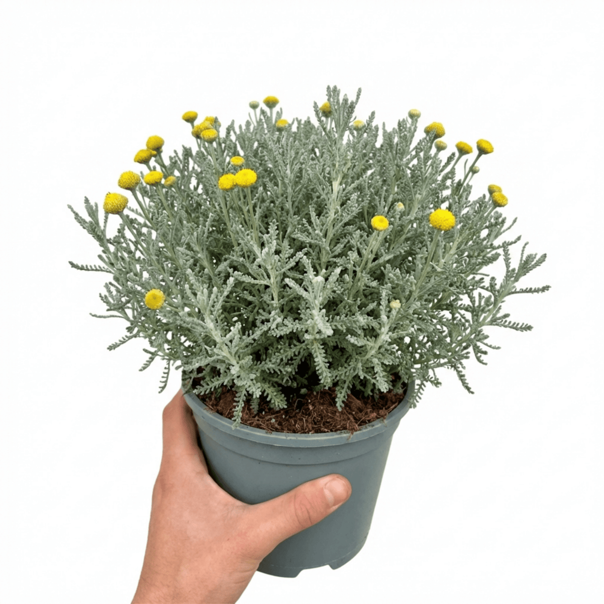 1 Santolina Chamaecyparissus Cotton Lavender Plant, Drought Tolerant Hardy Evergreen Shrub, 2L Root-Ball - Frankton's