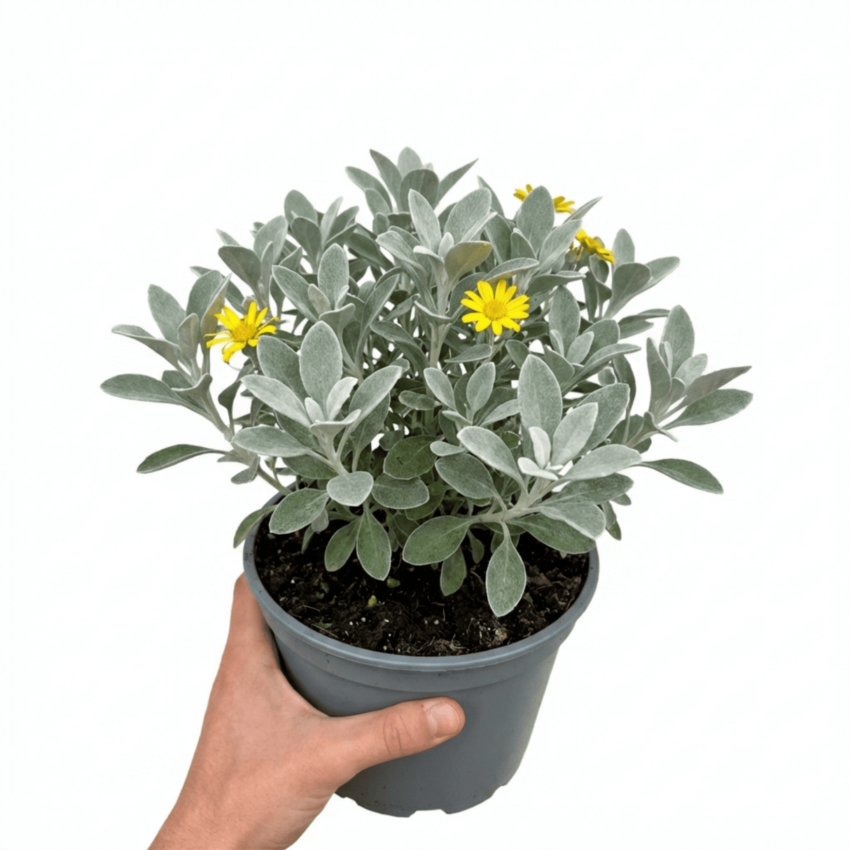 1 Senecio Sunshine Perennial Shrub, Hardy Drought Tolerant Silver Grey Foliage, Evergreen, 2L Root Ball - Frankton's