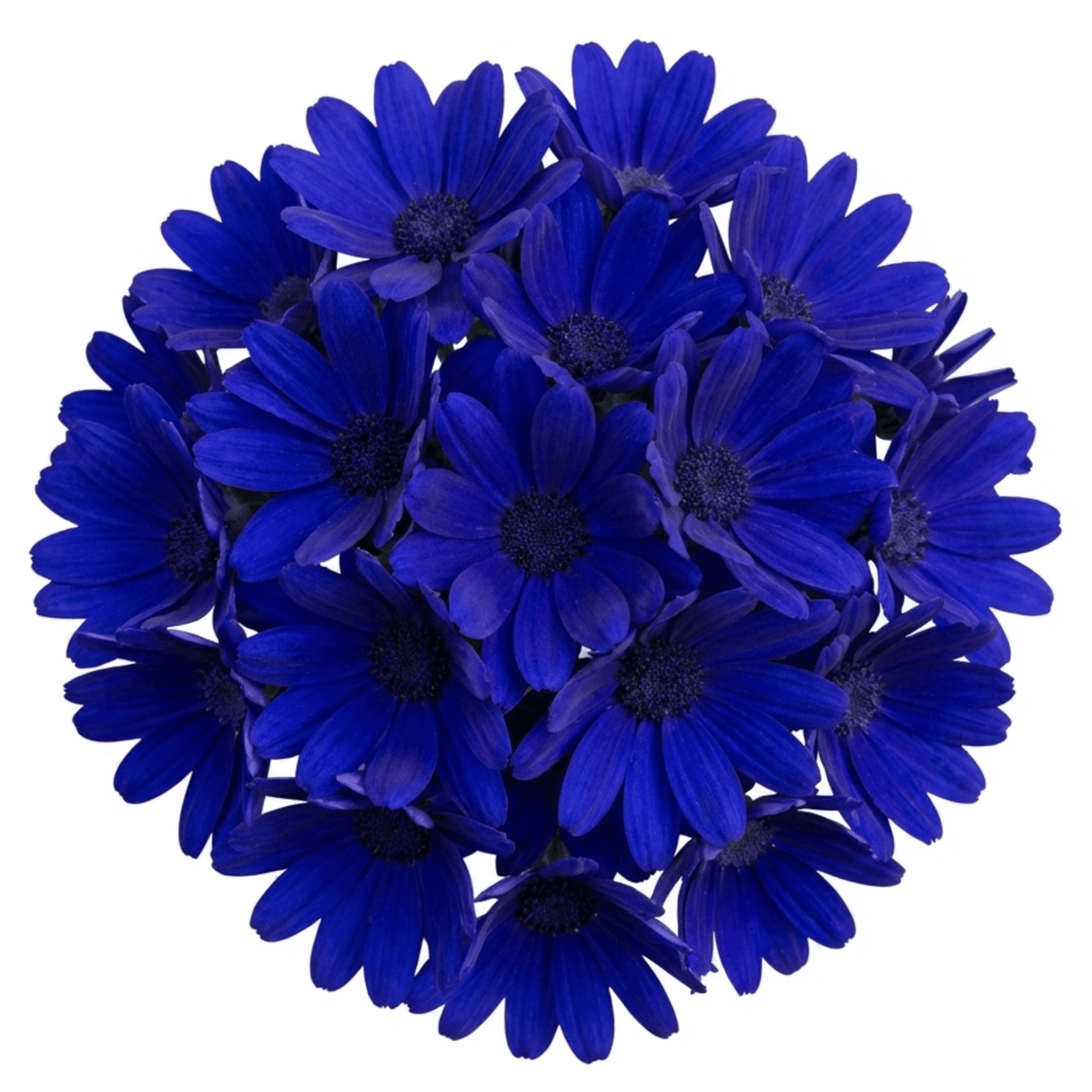 1 Senetti Deep Blue Pericallis Flowering Plant, Spring & Summer Garden Ready, 6.5 Litre Root-Ball - Frankton's